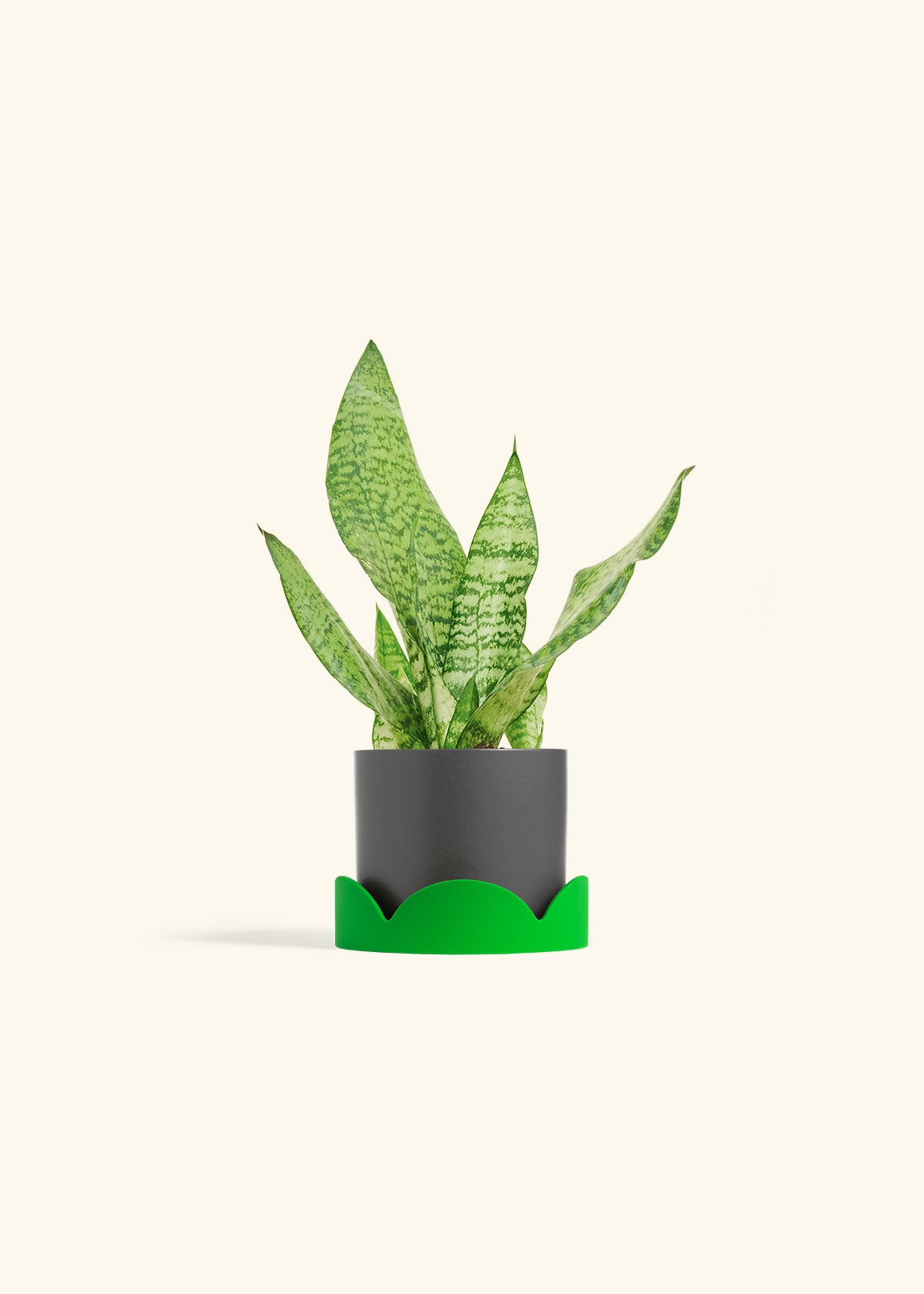 Snake Plant Zeylanica in a 4 inches Charcoal Classic Cylinder Planter