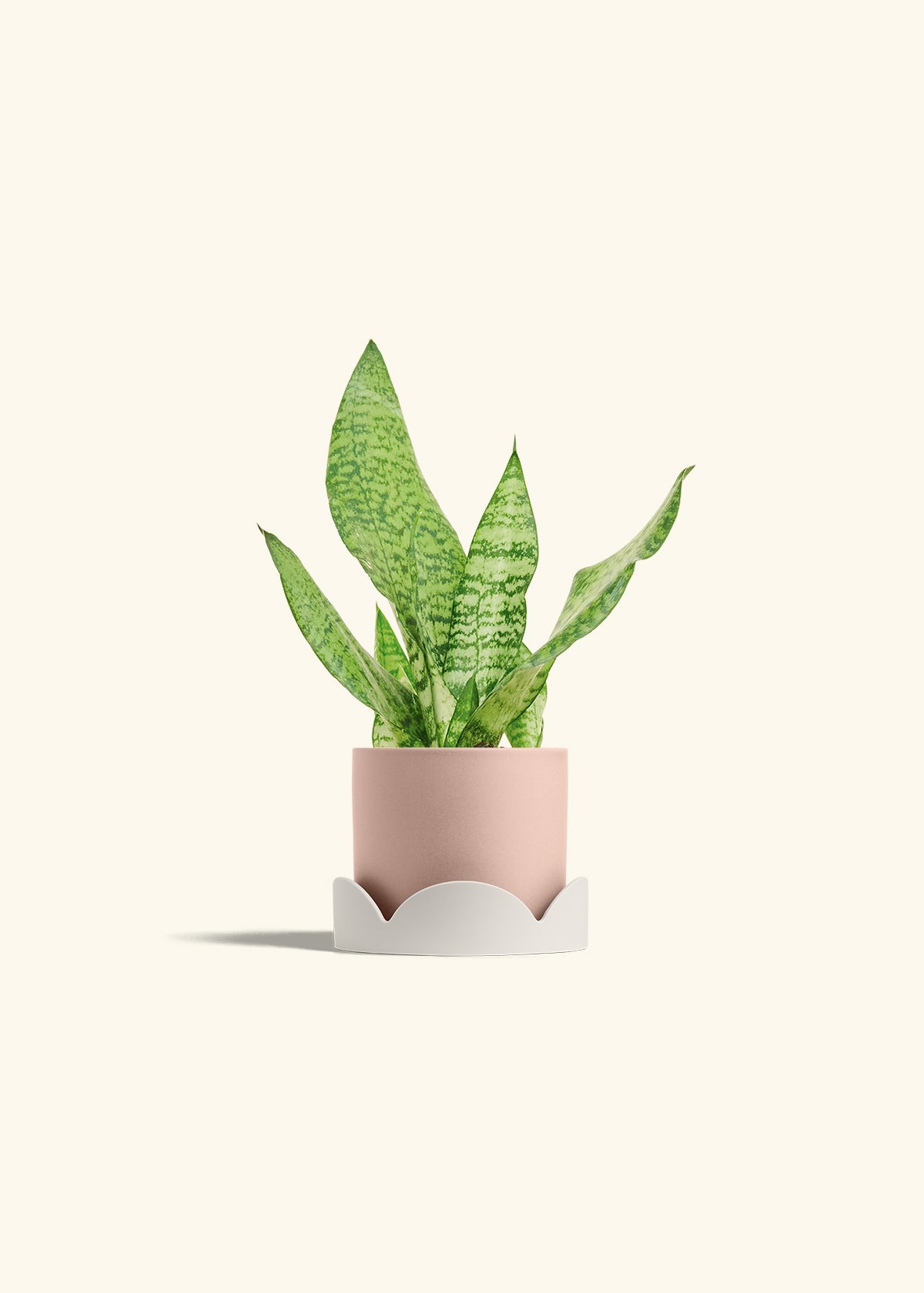 Snake Plant Zeylanica in a 4 inches Pink Classic Cylinder Planter in a Oat Petal Drip Tray
