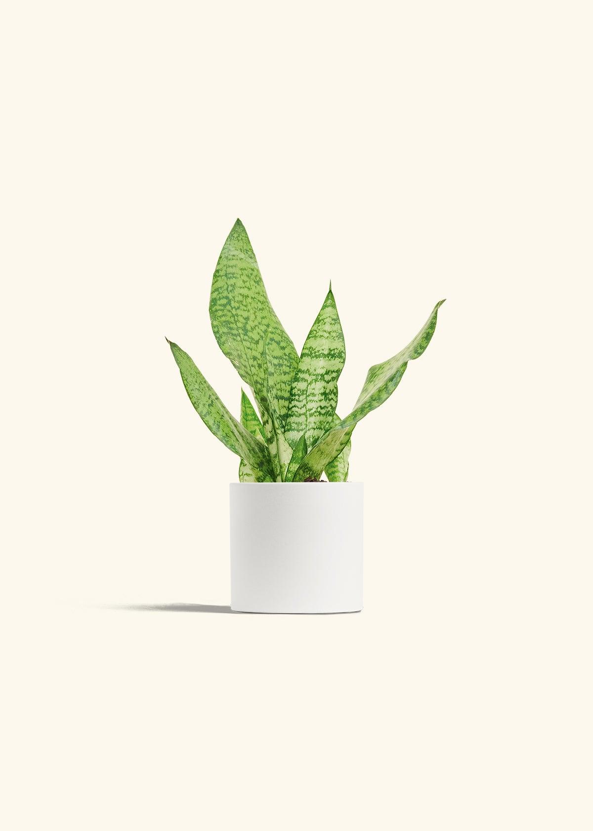 Snake Plant Zeylanica in a 4 inches White Classic Cylinder Planter
