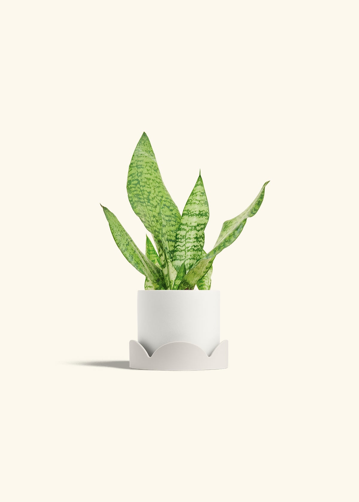 Snake Plant Zeylanica in a 4 inches White Classic Cylinder Planter in a Shamrock Petal Drip Tray
