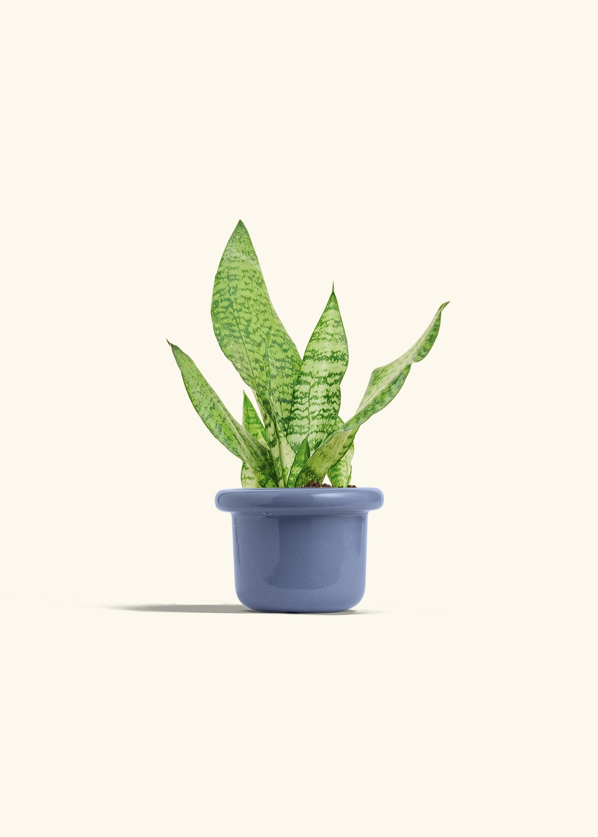 Snake Plant Zeylanica in a 4 inches Fat Lip Blue Planter
