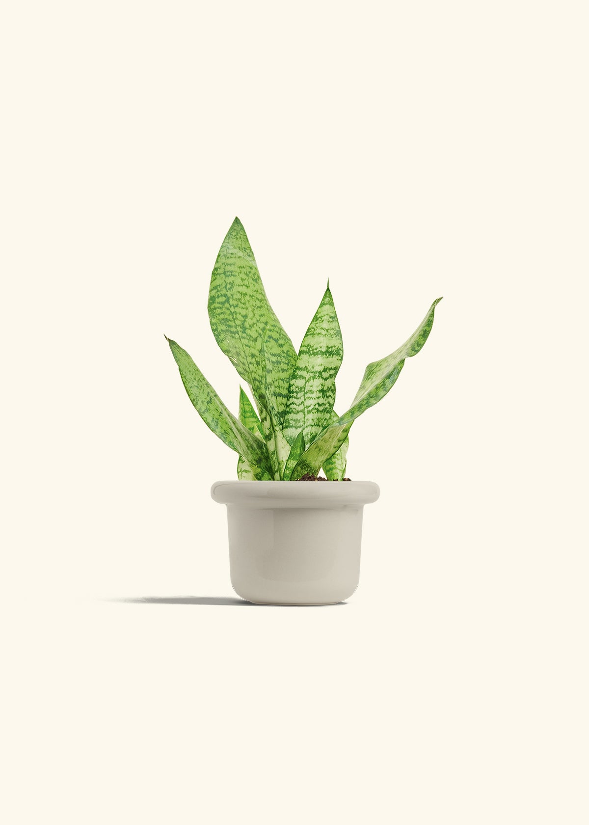 Snake Plant Zeylanica in a 4 inches Fat Lip Oat Planter