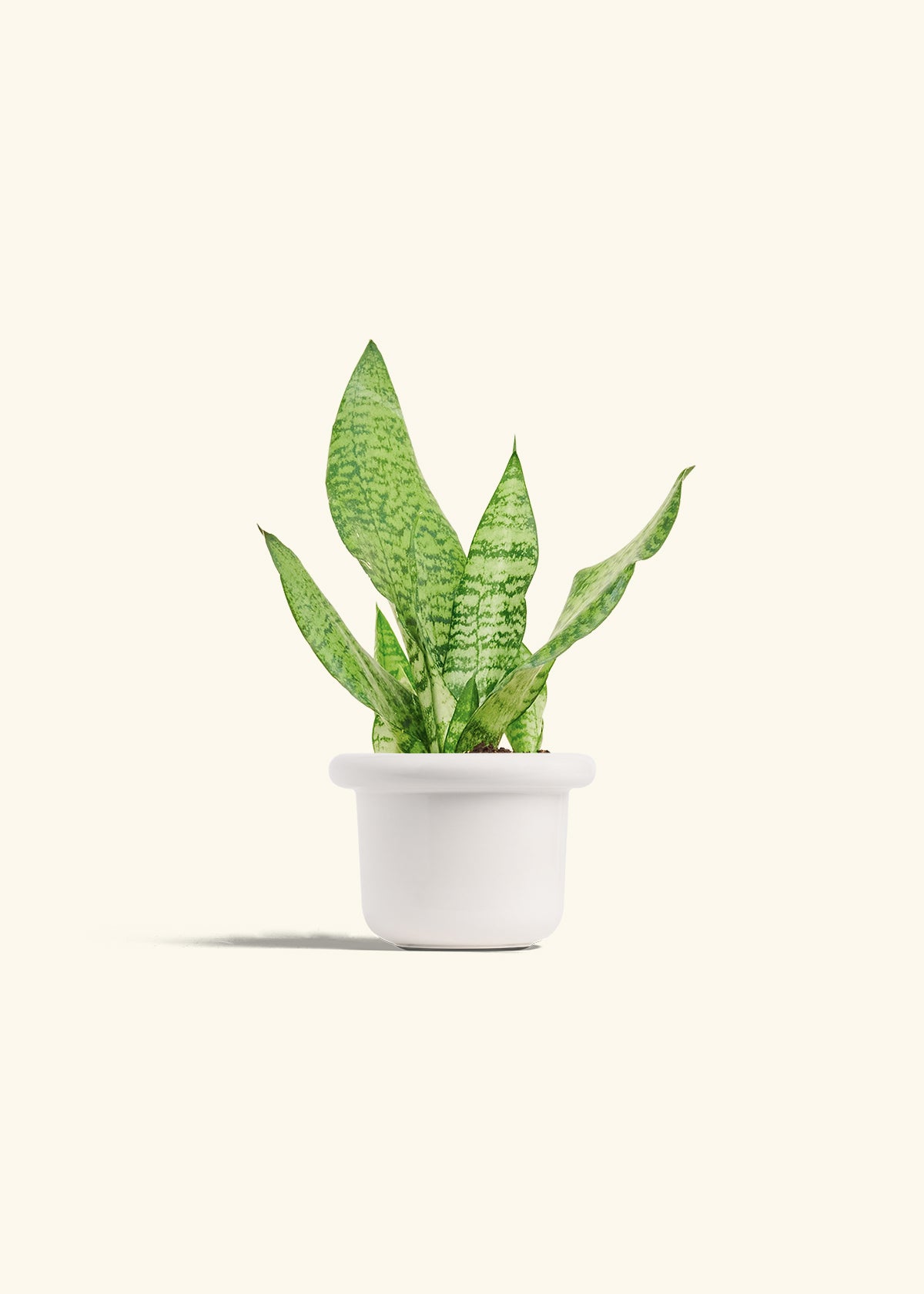 Snake Plant Zeylanica in a 4 inches Fat Lip White Planter
