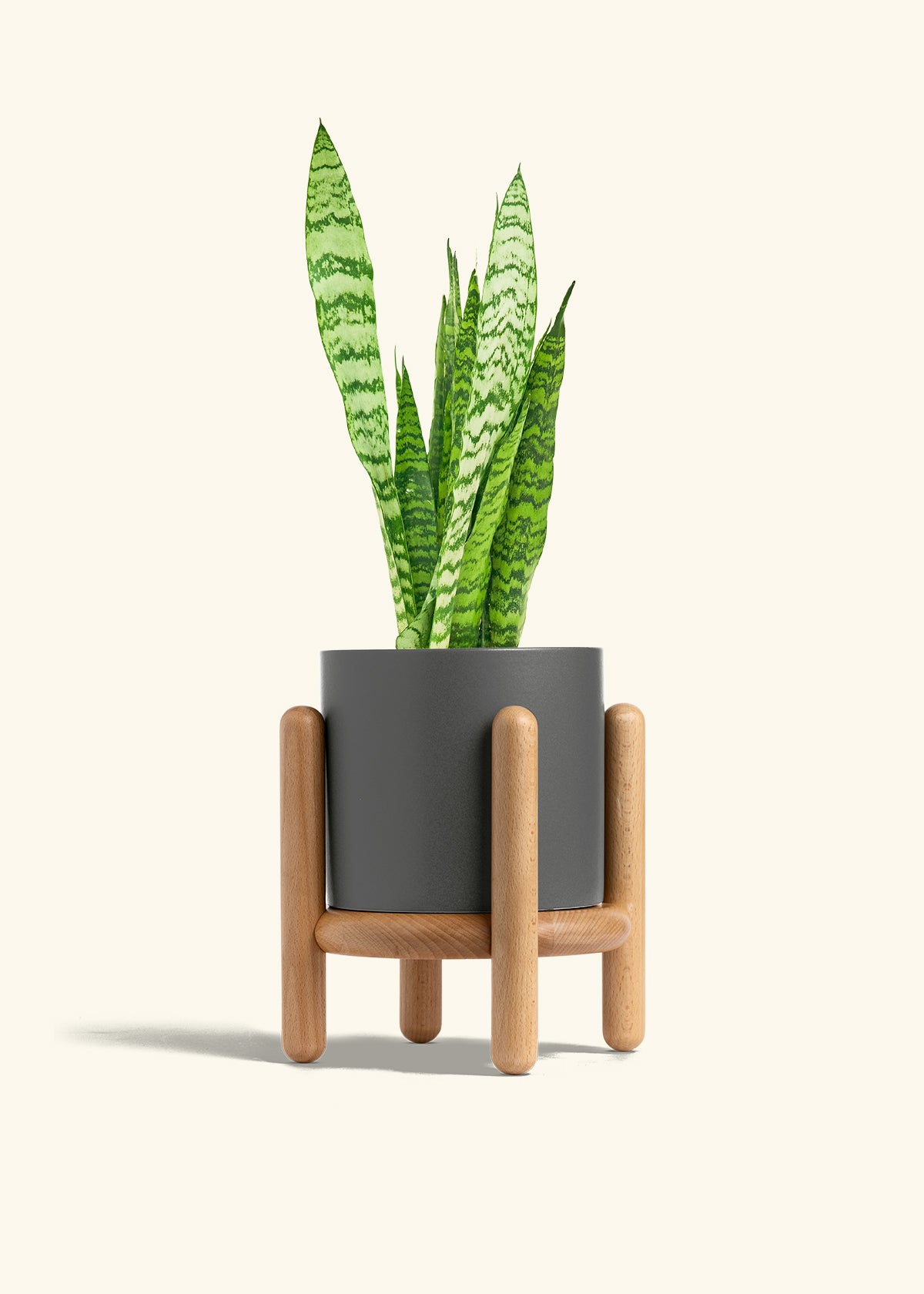 Snake Plant Zeylanica in a 6 inches Charcoal Classic Cylinder Planter in a Beech Wood Stand