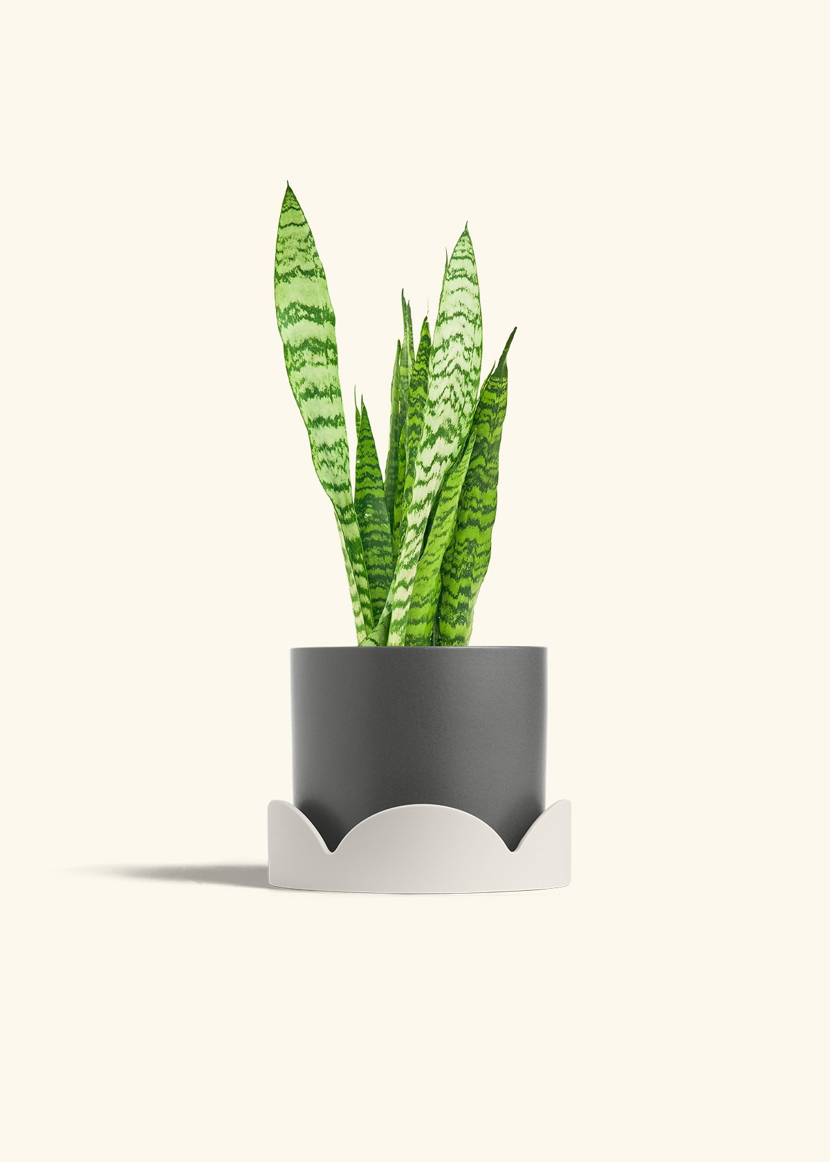 Snake Plant Zeylanica in a 6 inches Charcoal Classic Cylinder Planter in a Oat Petal Drip Tray