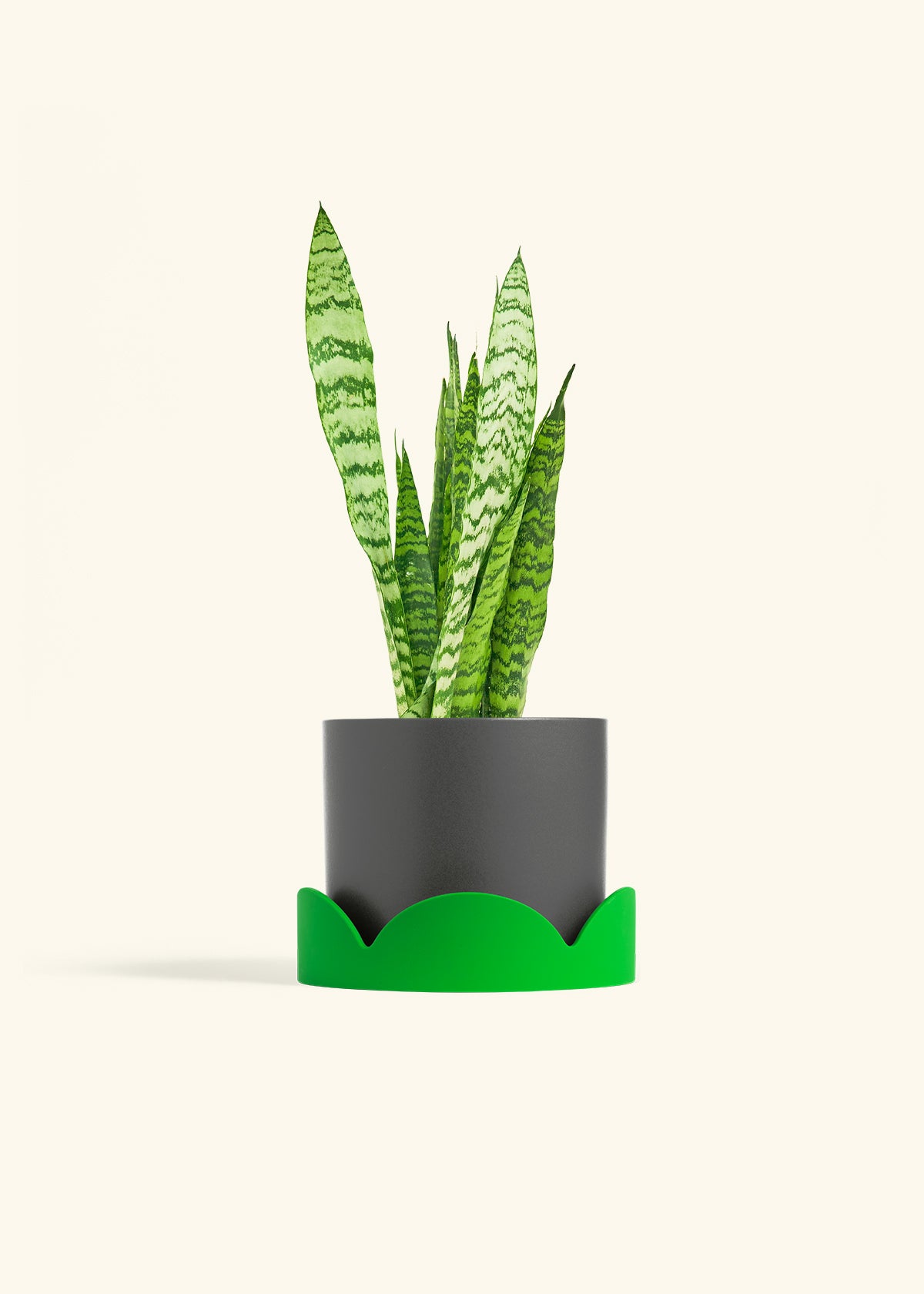 Snake Plant Zeylanica in a 6 inches Charcoal Classic Cylinder Planter in a Shamrock Petal Drip Tray