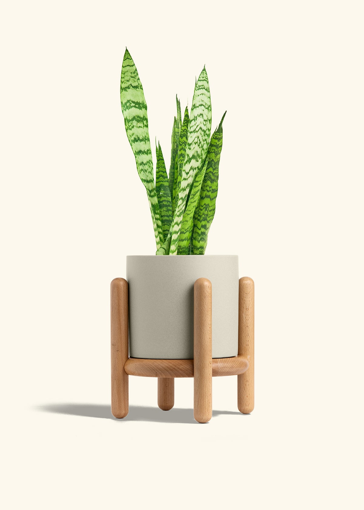 Snake Plant Zeylanica in a 6 inches Oat Classic Cylinder Planter in a Beech Wood Stand