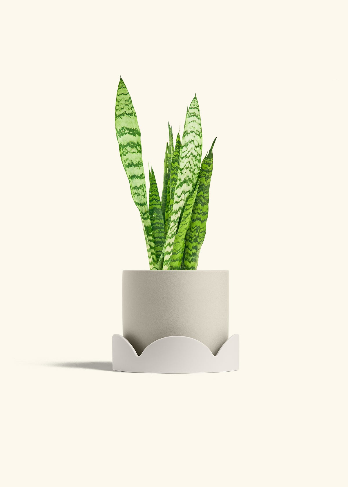 Snake Plant Zeylanica in a 6 inches Oat Classic Cylinder Planter in a Oat Petal Drip Tray