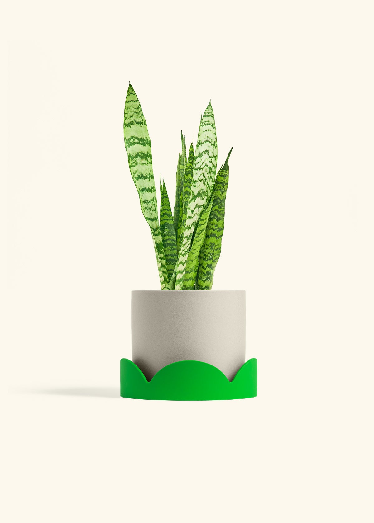 Snake Plant Zeylanica in a 6 inches Oat Classic Cylinder Planter in a Shamrock Petal Drip Tray