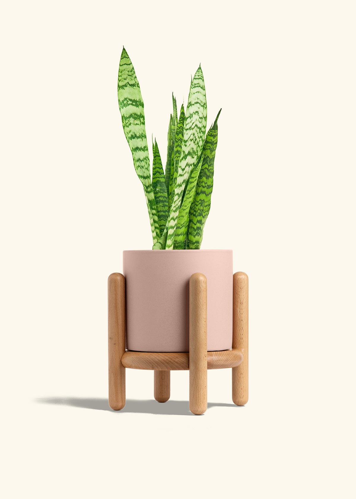 Snake Plant Zeylanica in a 6 inches Pink Classic Cylinder Planter in a Beech Wood Stand