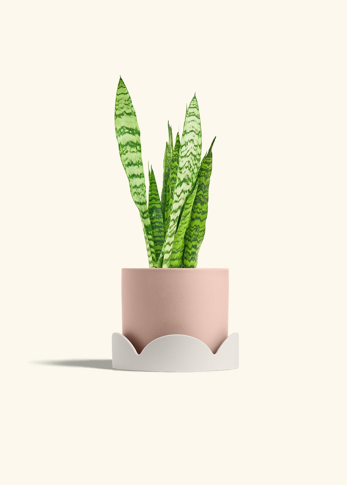 Snake Plant Zeylanica in a 6 inches Pink Classic Cylinder Planter in a Oat Petal Drip Tray