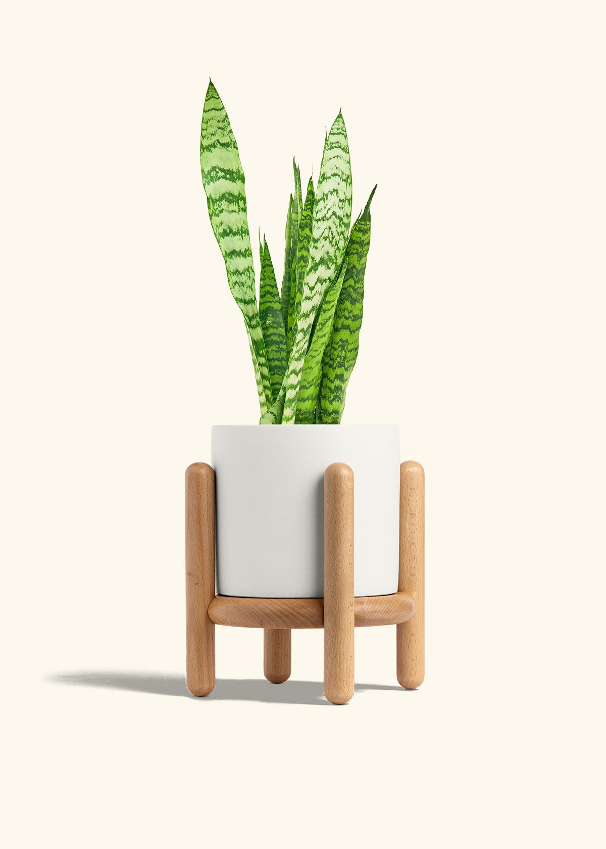 Snake Plant Zeylanica in a 6 inches White Classic Cylinder Planter in a Beech Wood Stand