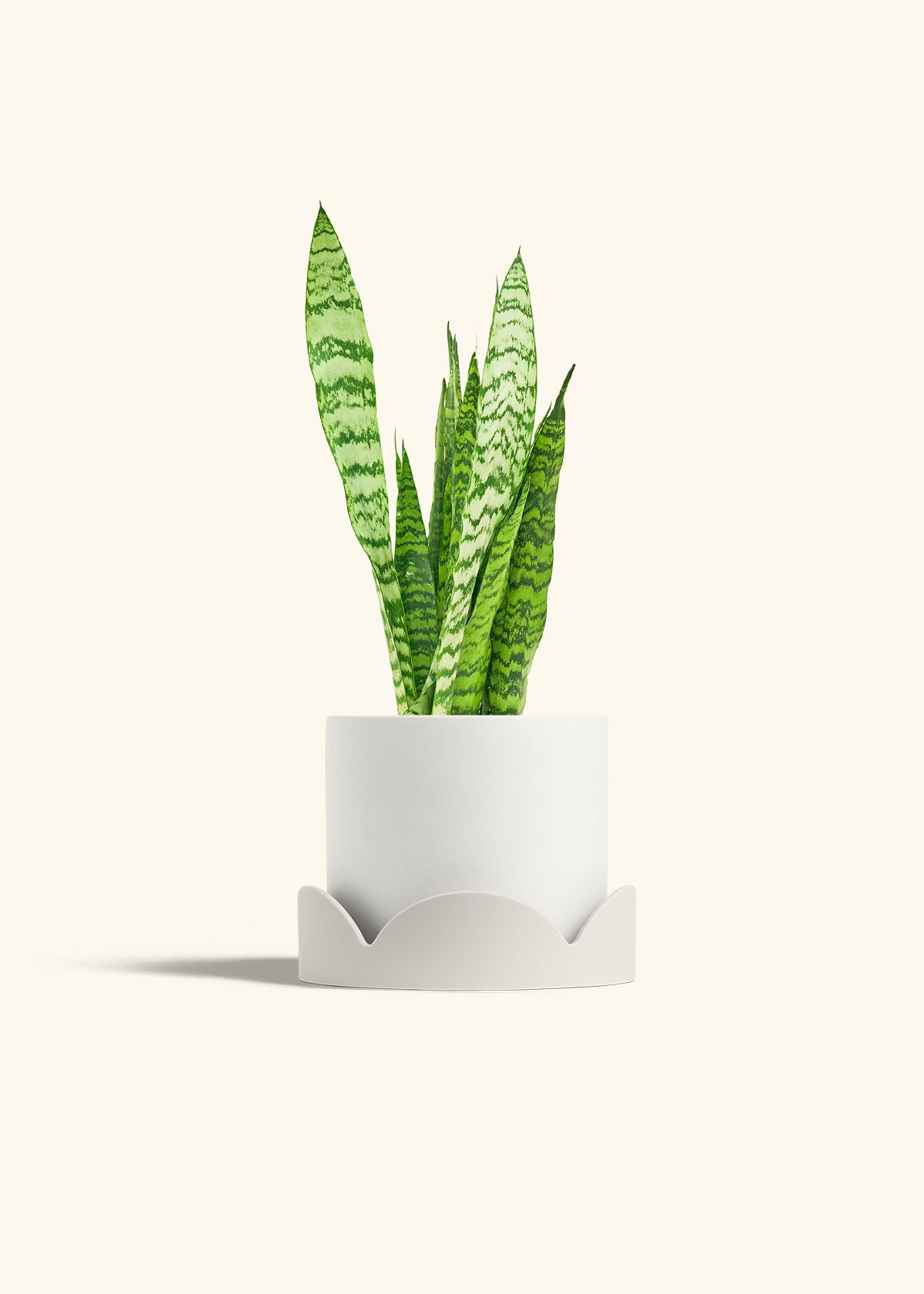 Snake Plant Zeylanica in a 6 inches White Classic Cylinder Planter in a Oat Petal Drip Tray