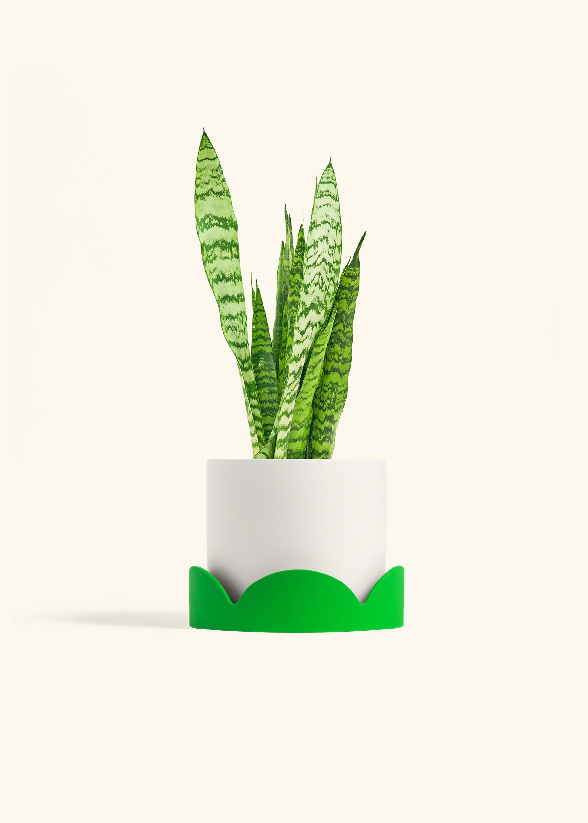 Snake Plant Zeylanica in a 6 inches White Classic Cylinder Planter in a Shamrock Petal Drip Tray