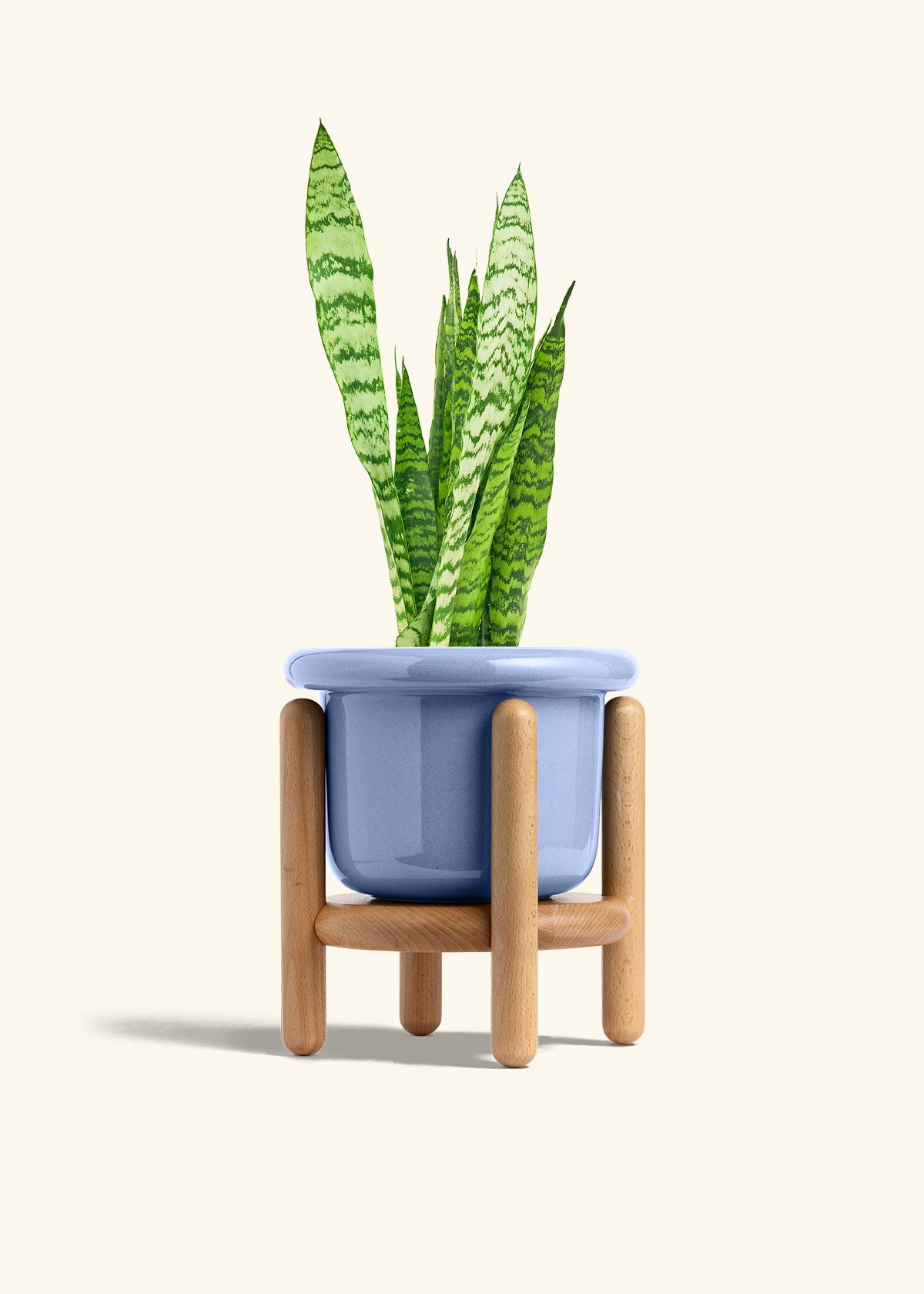 Snake Plant Zeylanica in a 6 inches Fat Lip Blue Planter in a Beech Wood Stand