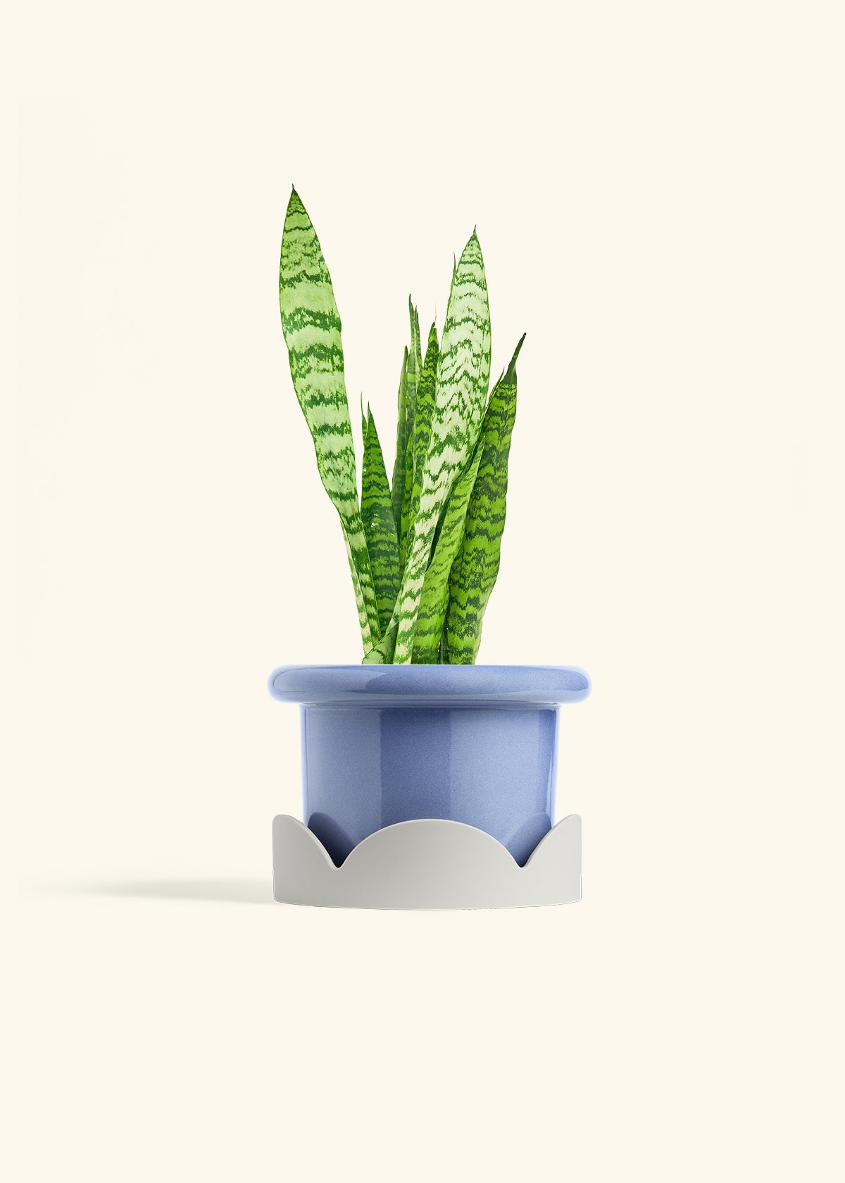 Snake Plant Zeylanica in a 6 inches Fat Lip Blue Planter in a Oat Petal Drip Tray