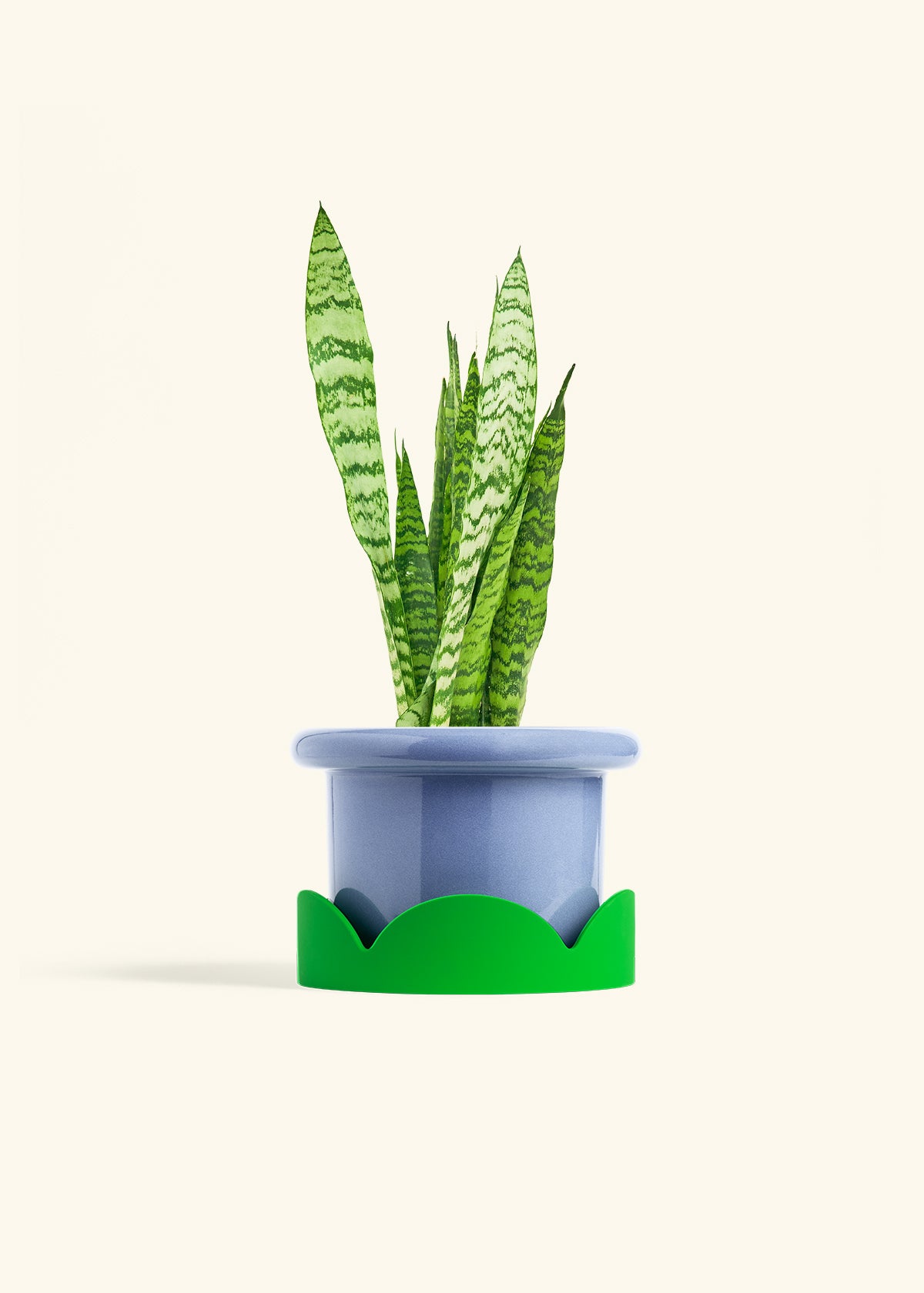 Snake Plant Zeylanica in a 6 inches Fat Lip Blue Planter in a Shamrock Petal Drip Tray