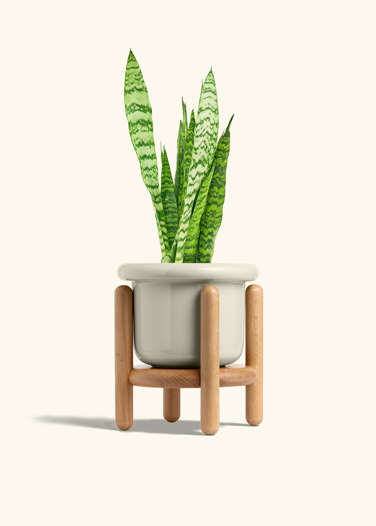 Snake Plant Zeylanica in a 6 inches Fat Lip Oat Planter in a Beech Wood Stand