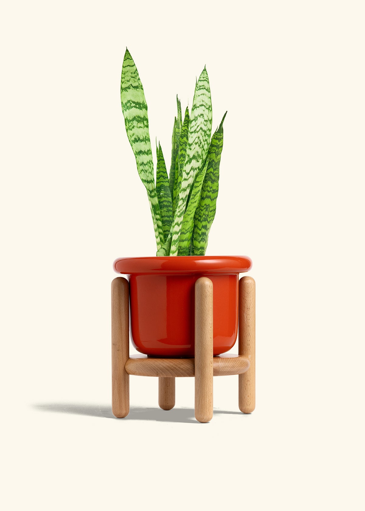 Snake Plant Zeylanica in a 6 inches Fat Lip Red Planter in a Beech Wood Stand