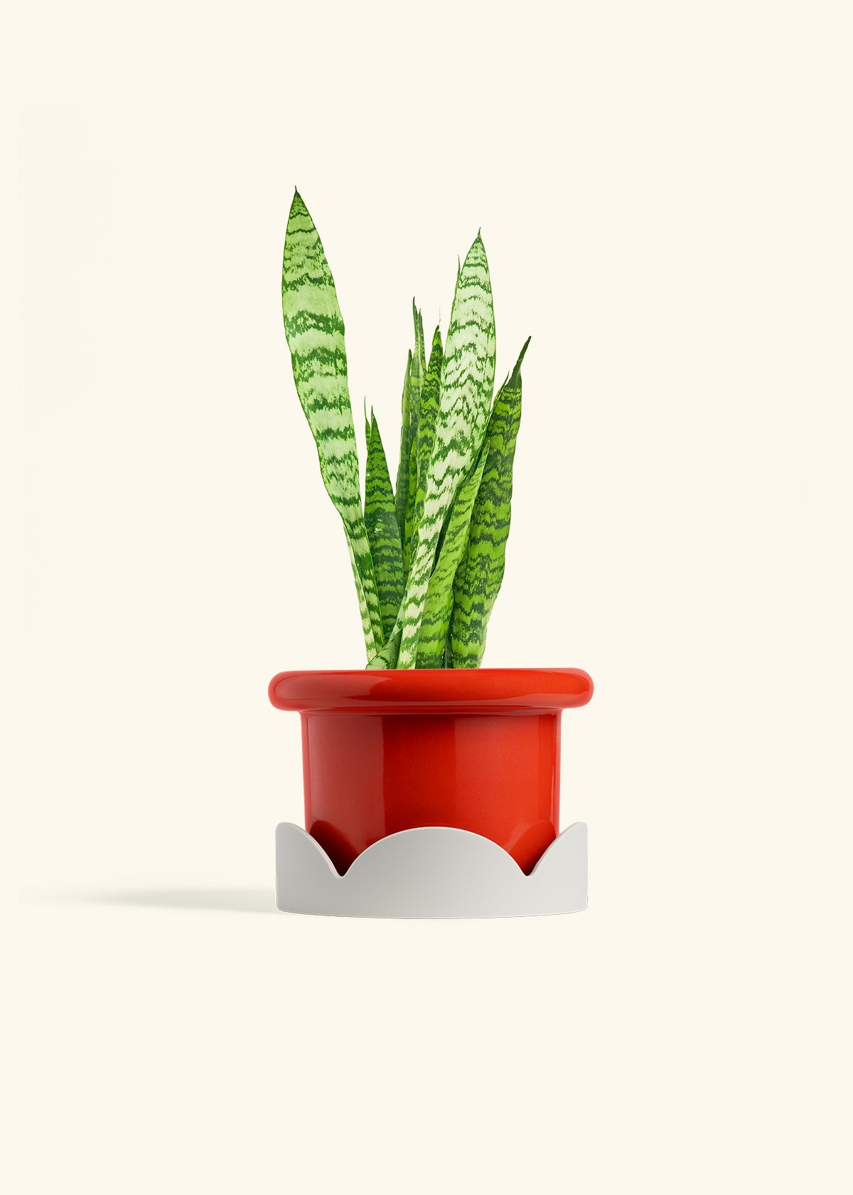 Snake Plant Zeylanica in a 6 inches Fat Lip Red Planter in a Oat Petal Drip Tray