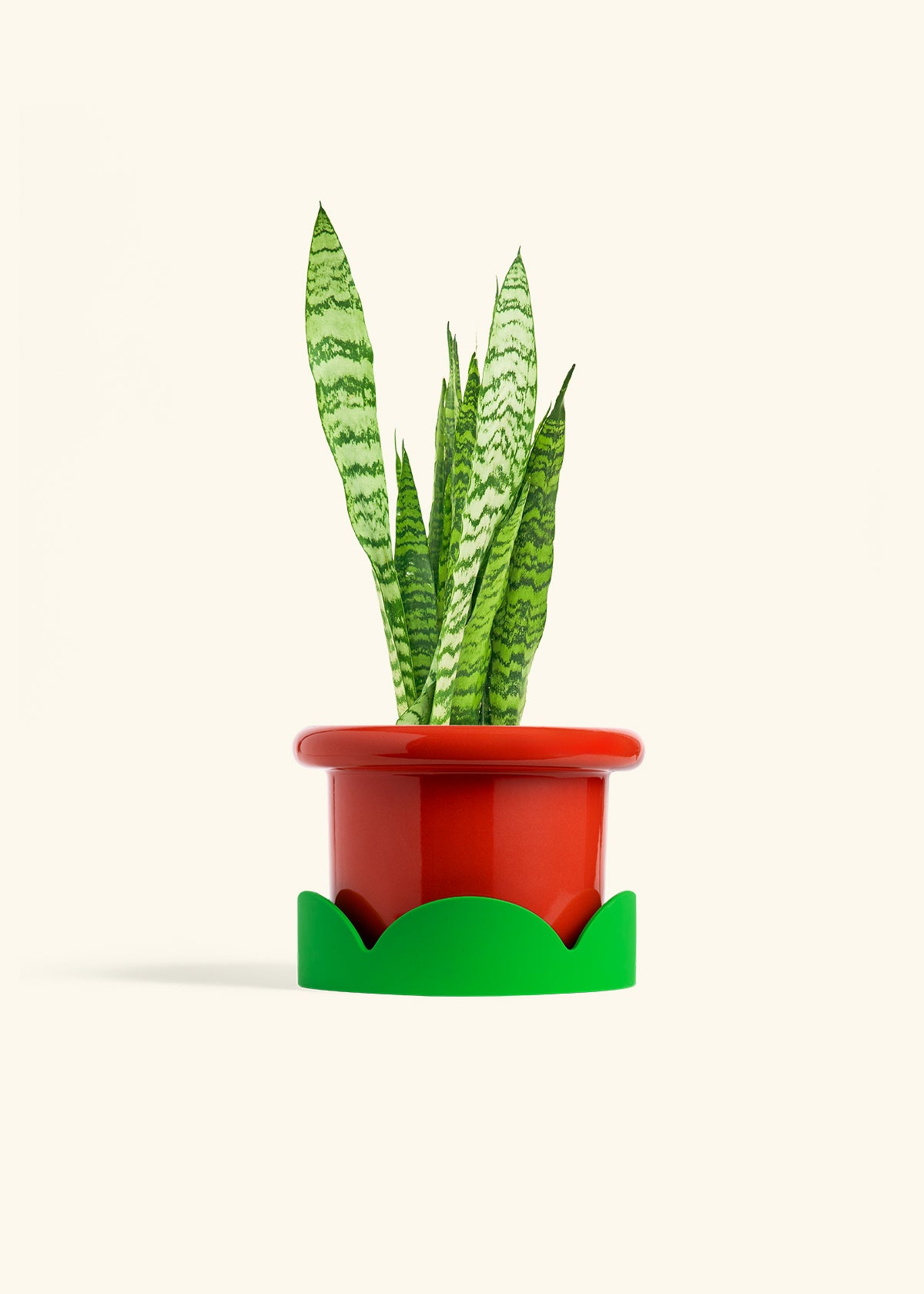 Snake Plant Zeylanica in a 6 inches Fat Lip Red Planter in a Shamrock Petal Drip Tray