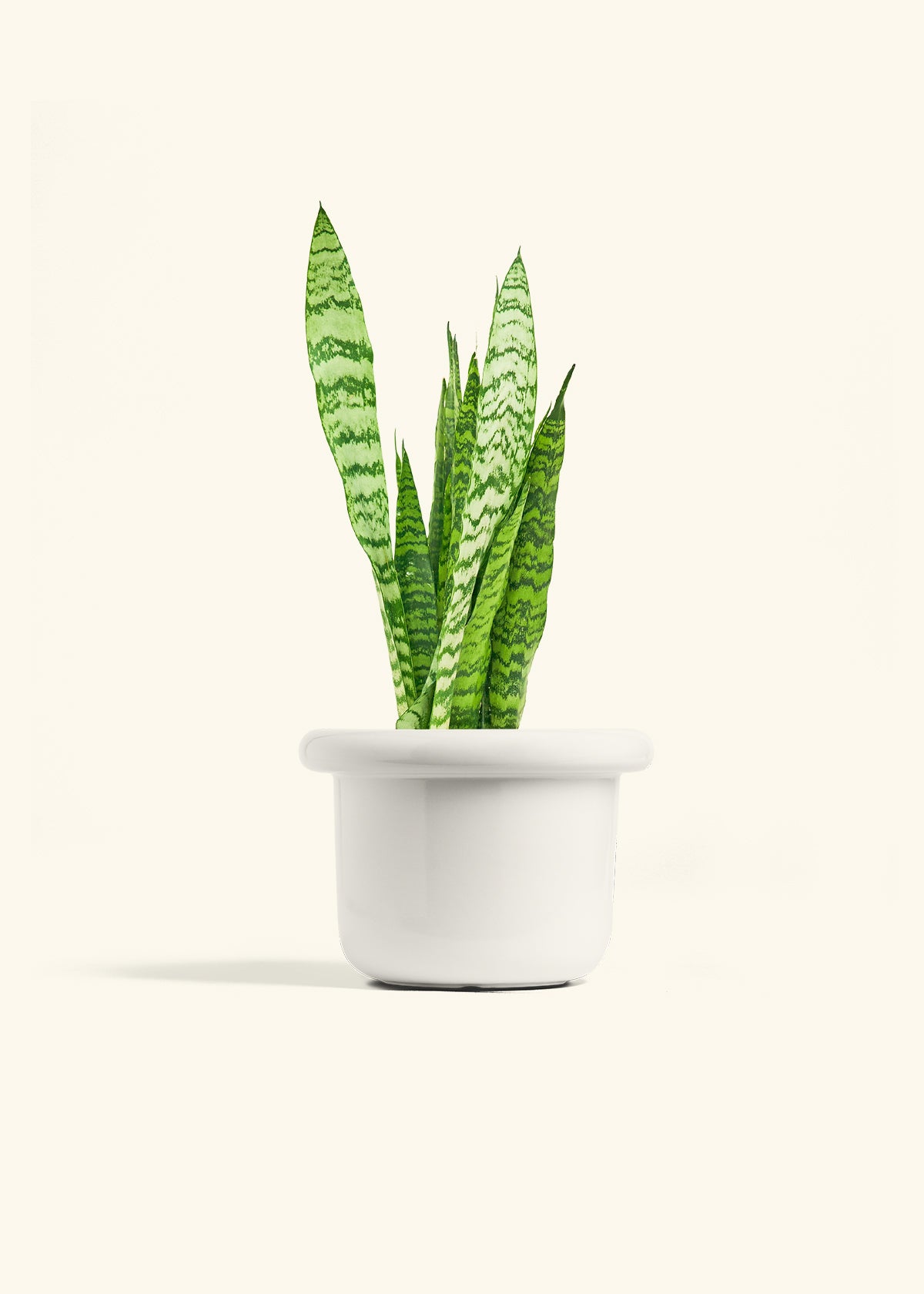 Snake Plant Zeylanica in a 6 inches Fat Lip White Planter