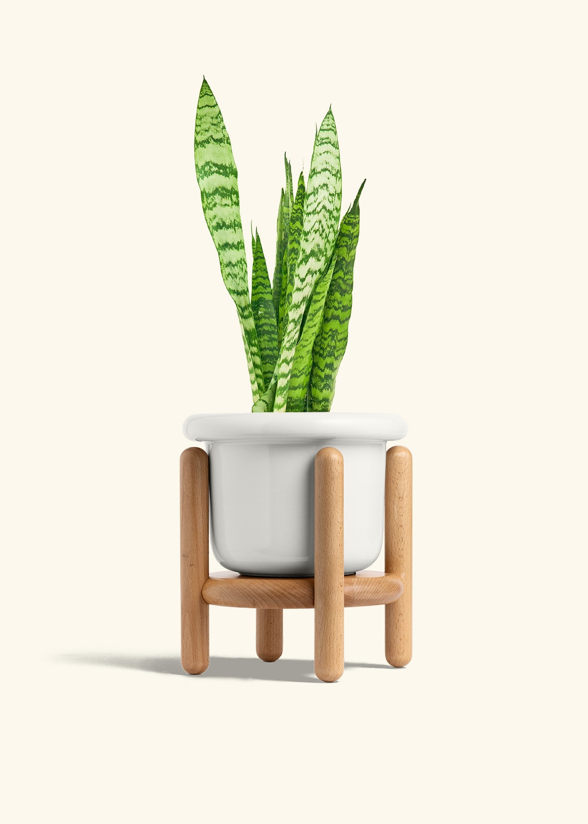 Snake Plant Zeylanica in a 6 inches Fat Lip White Planter in a Beech Wood Stand