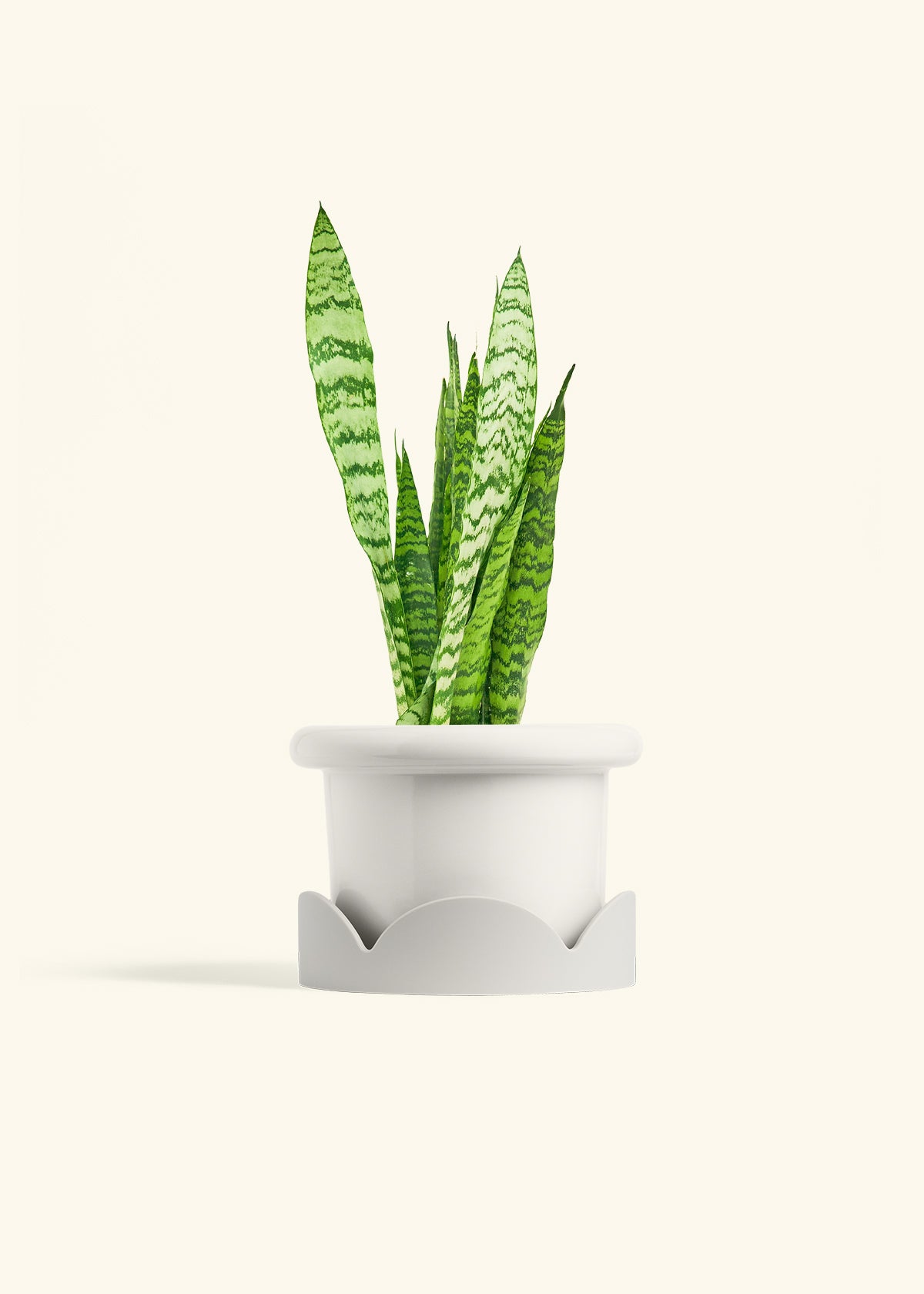 Snake Plant Zeylanica in a 6 inches Fat Lip White Planter in a Oat Petal Drip Tray