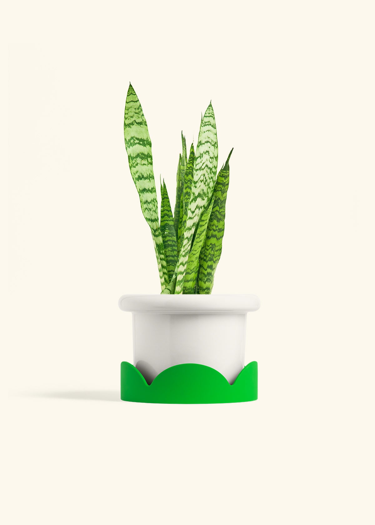 Snake Plant Zeylanica in a 6 inches Fat Lip White Planter in a Shamrock Petal Drip Tray