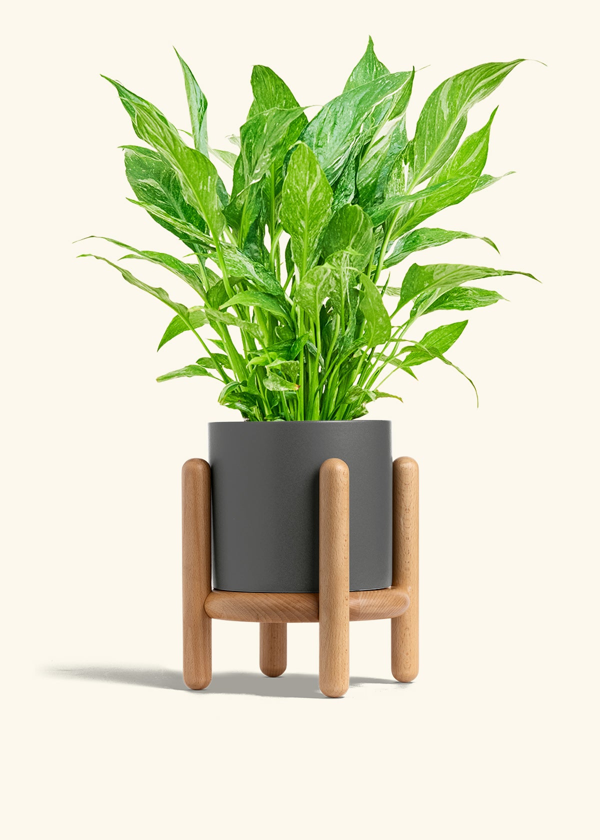 Variegated Peace Lily in a 6 inches Charcoal Classic Cylinder Planter in a Beech Wood Stand