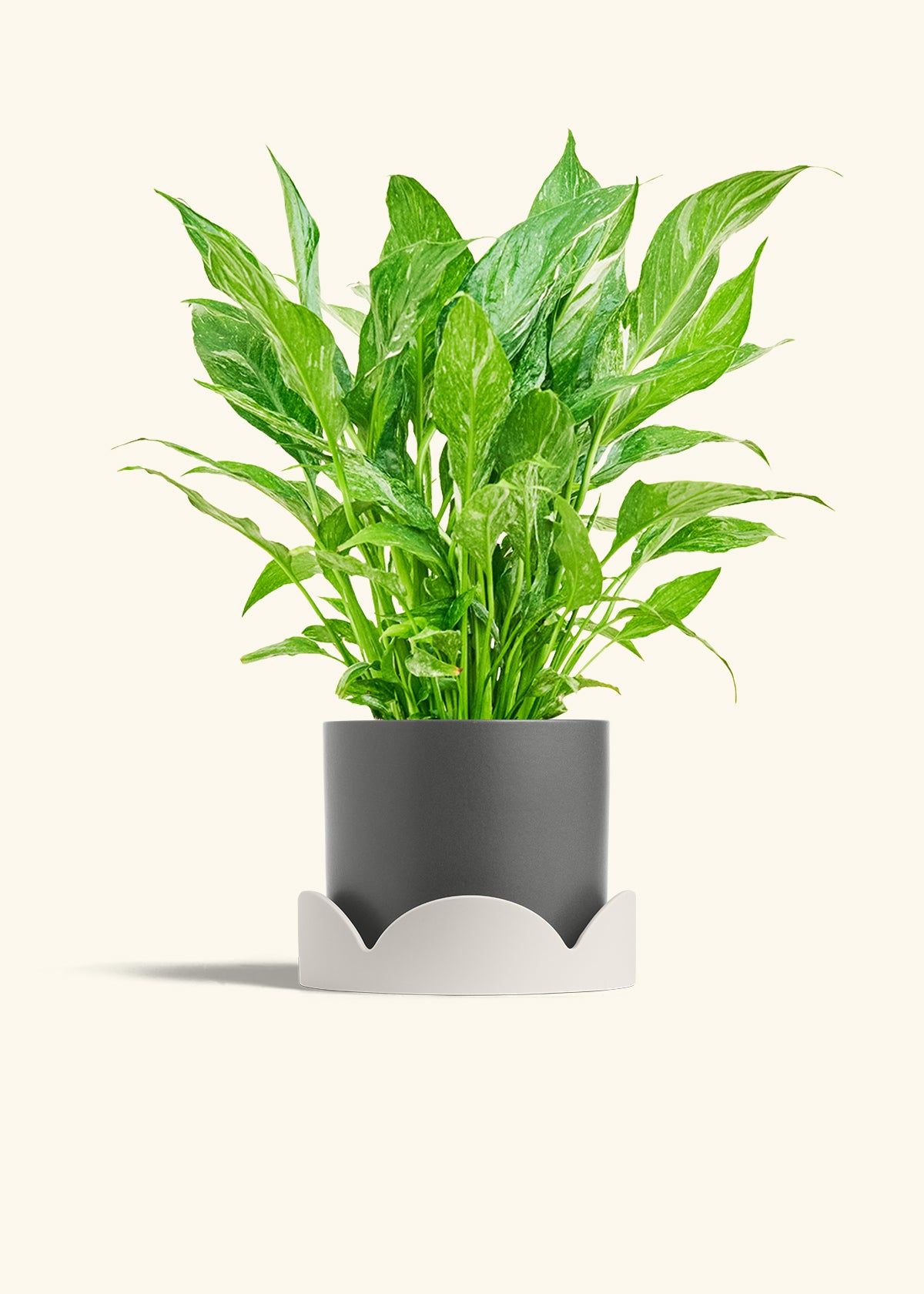 Variegated Peace Lily in a 6 inches Charcoal Classic Cylinder Planter in a Oat Petal Drip Tray