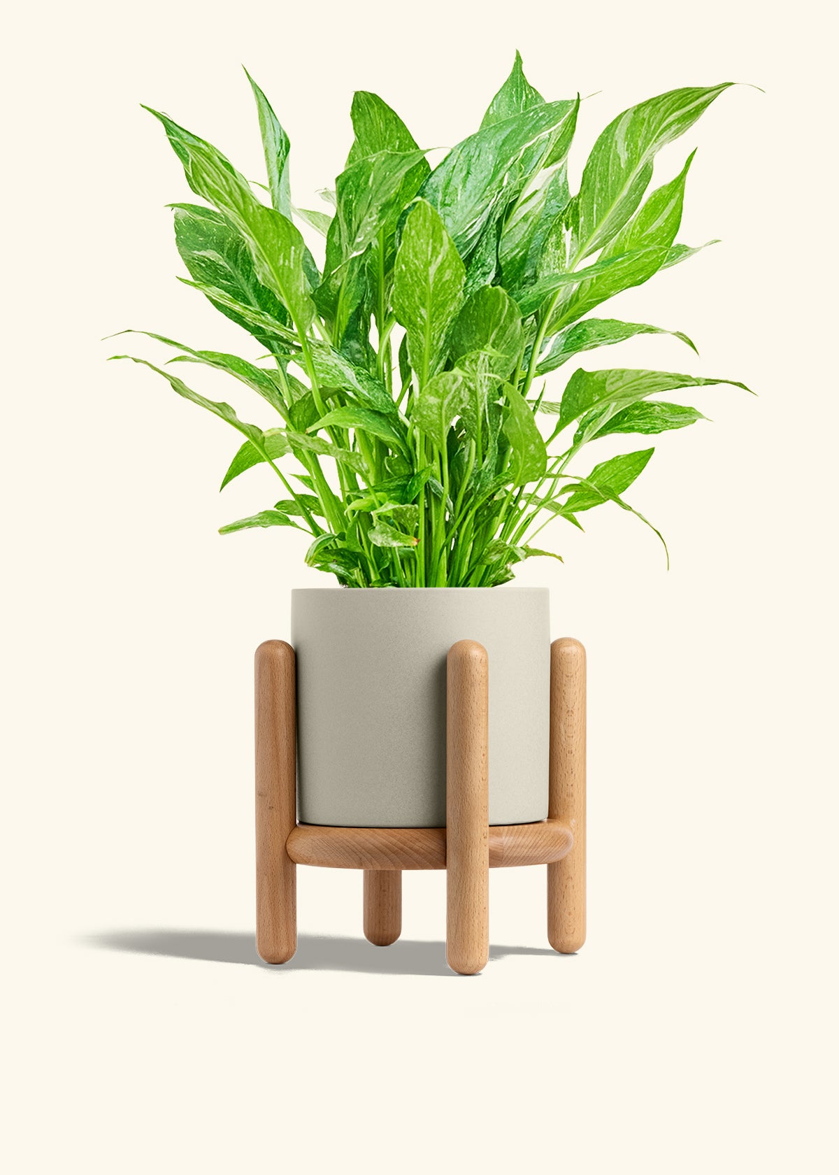 Variegated Peace Lily in a 6 inches Oat Classic Cylinder Planter in a Beech Wood Stand