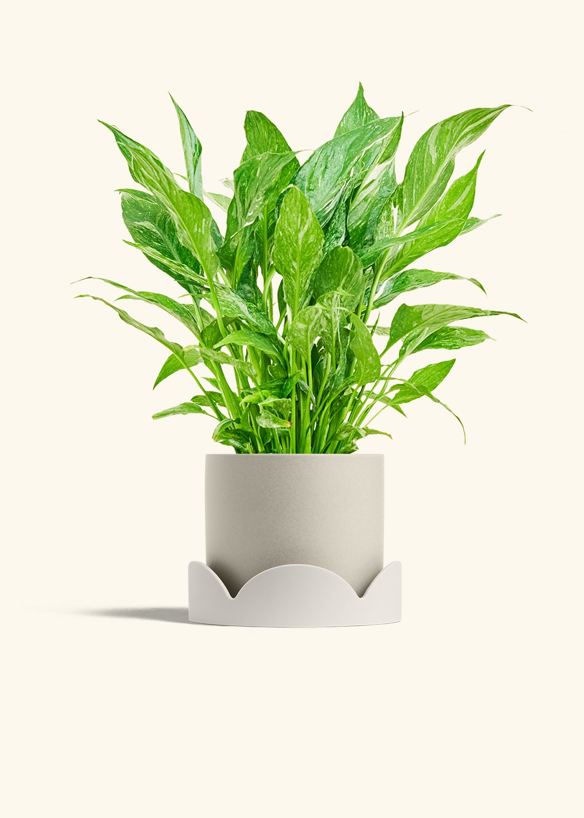 Variegated Peace Lily in a 6 inches Oat Classic Cylinder Planter in a Oat Petal Drip Tray