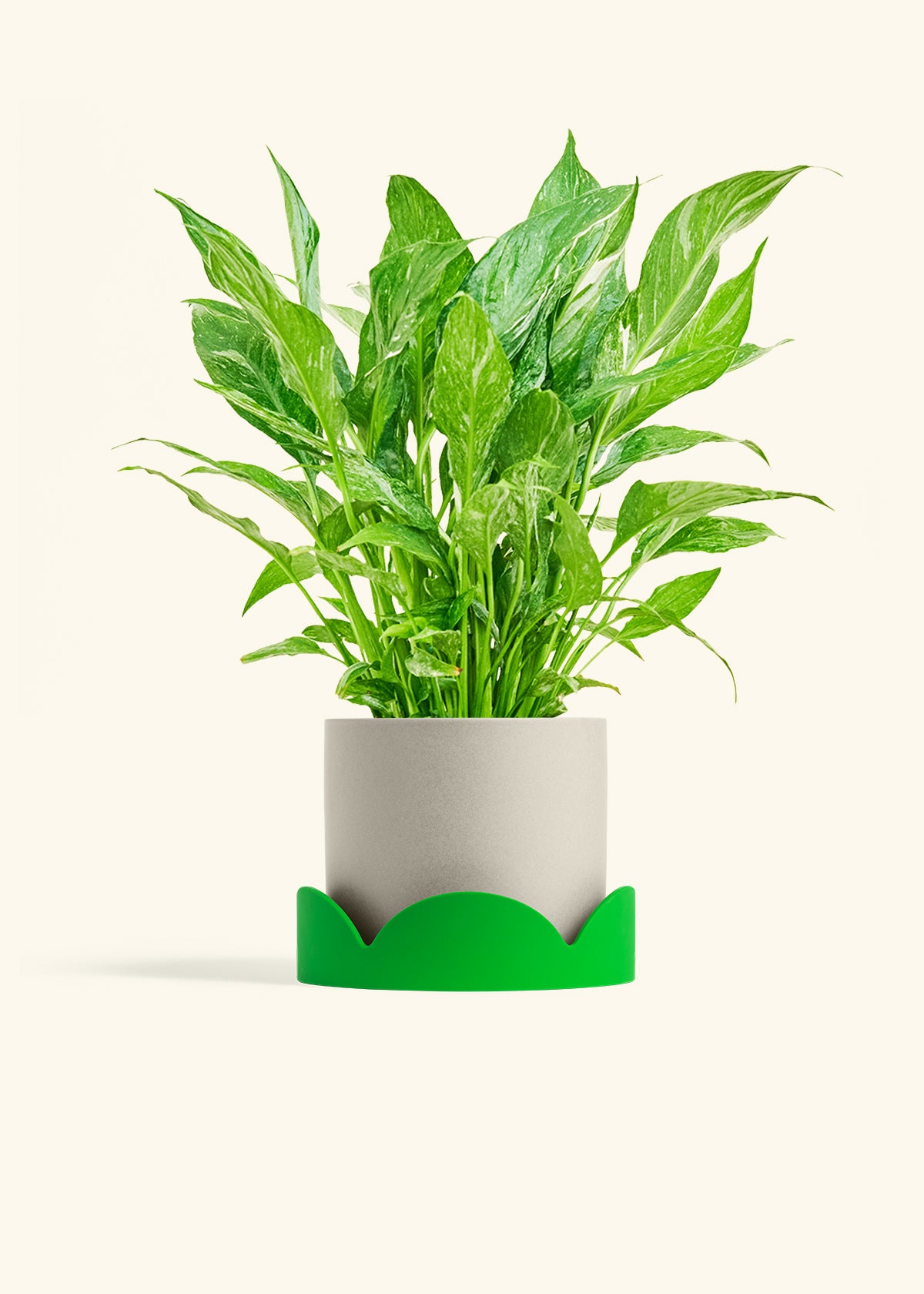 Variegated Peace Lily in a 6 inches Oat Classic Cylinder Planter in a Shamrock Petal Drip Tray