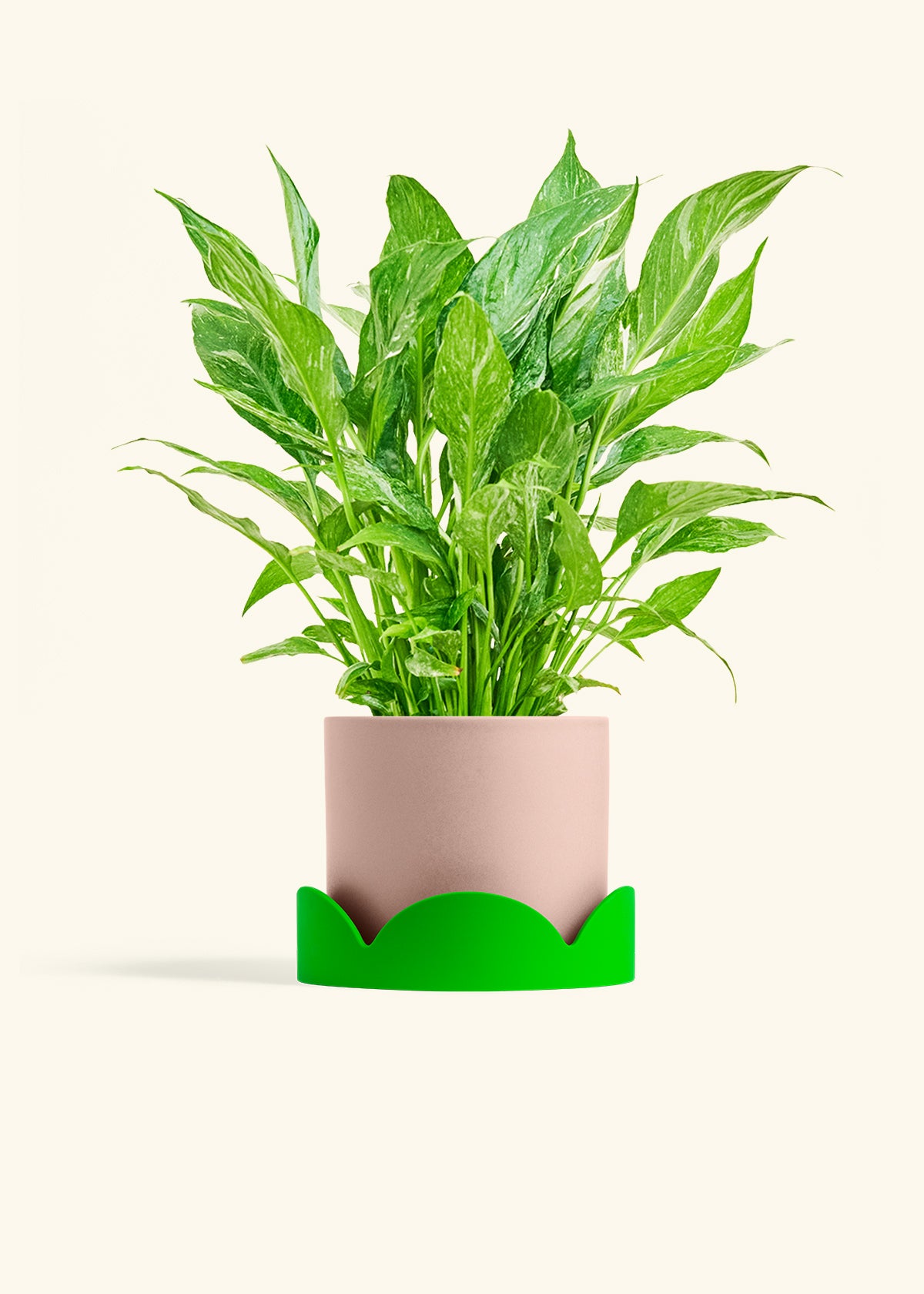 Variegated Peace Lily in a 6 inches Pink Classic Cylinder Planter in a Shamrock Petal Drip Tray