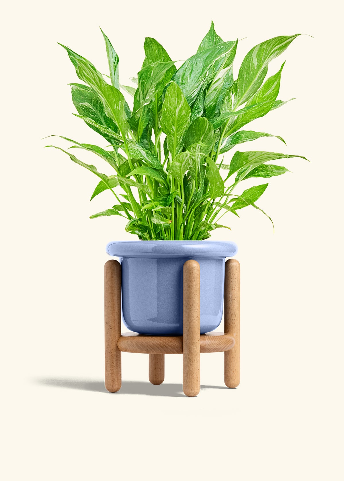 Variegated Peace Lily in a 6 inches Fat Lip Blue Planter in a Beech Wood Stand
