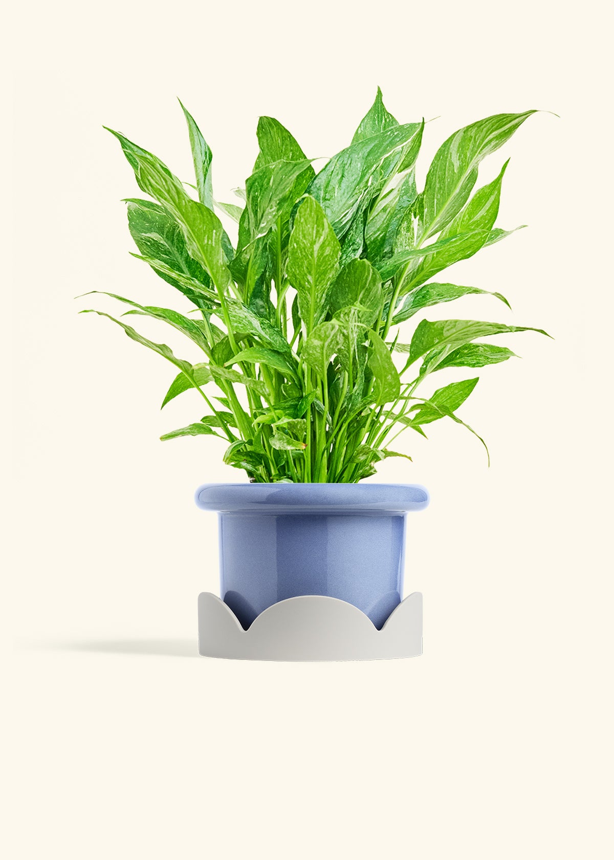 Variegated Peace Lily in a 6 inches Fat Lip Blue Planter in a Oat Petal Drip Tray