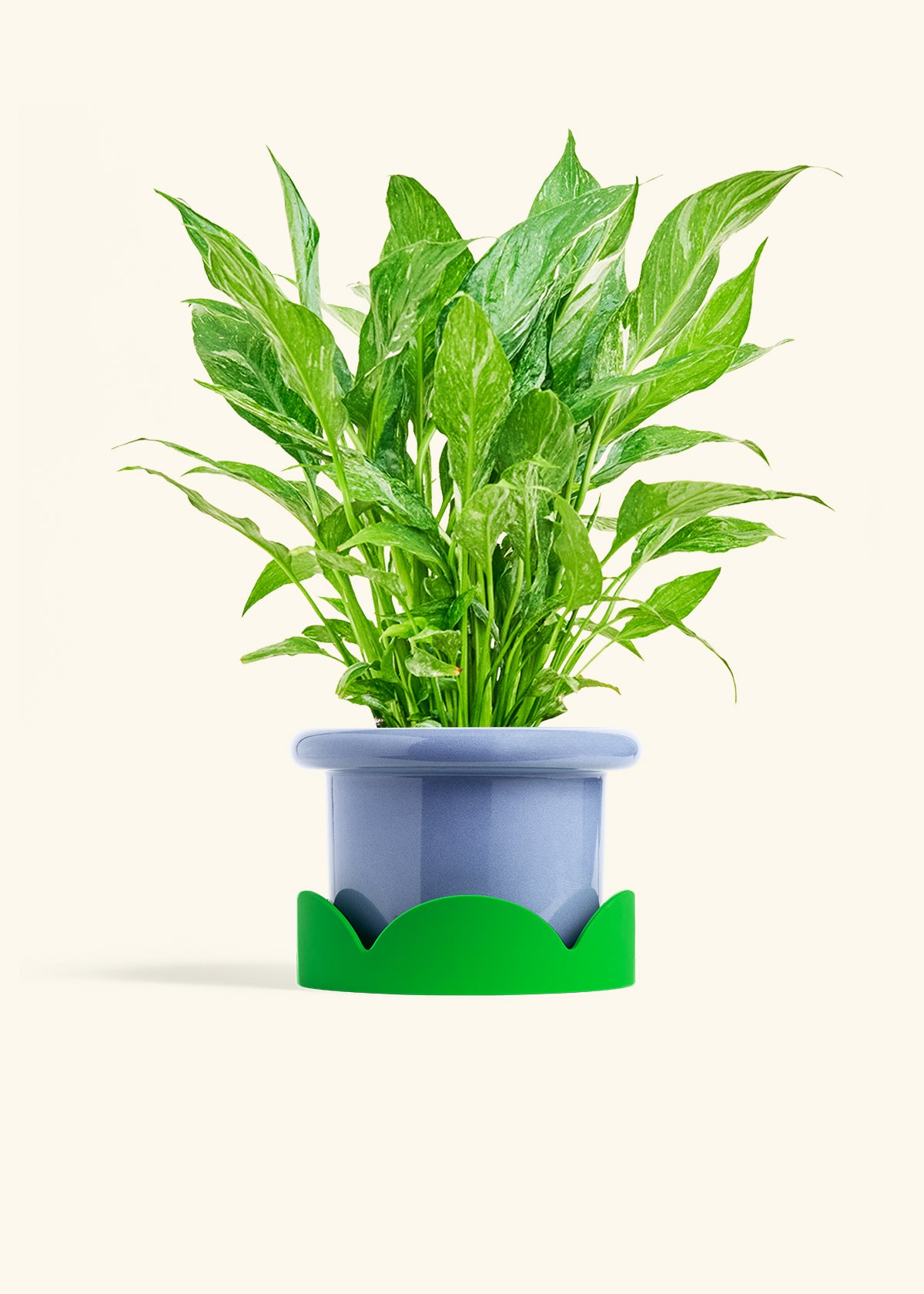 Variegated Peace Lily in a 6 inches Fat Lip Blue Planter in a Shamrock Petal Drip Tray