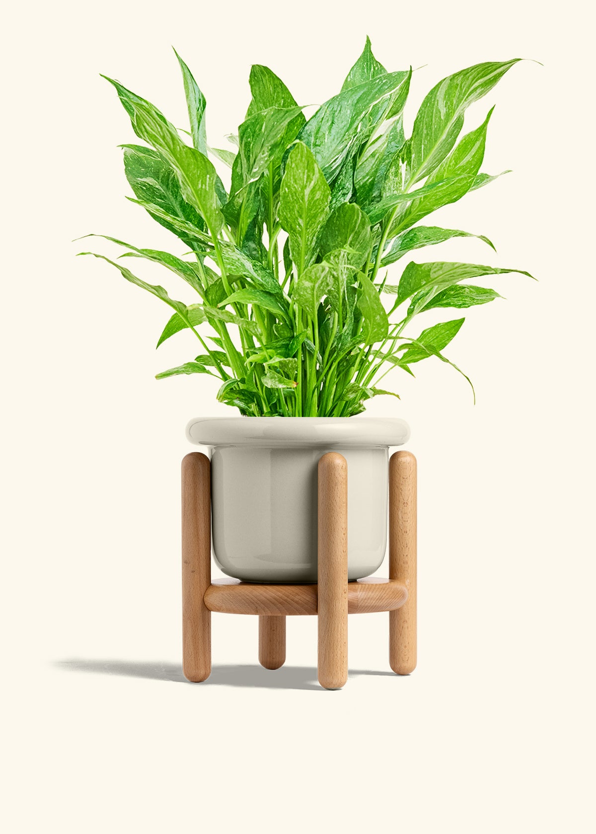 Variegated Peace Lily in a 6 inches Fat Lip Oat Planter in a Beech Wood Stand