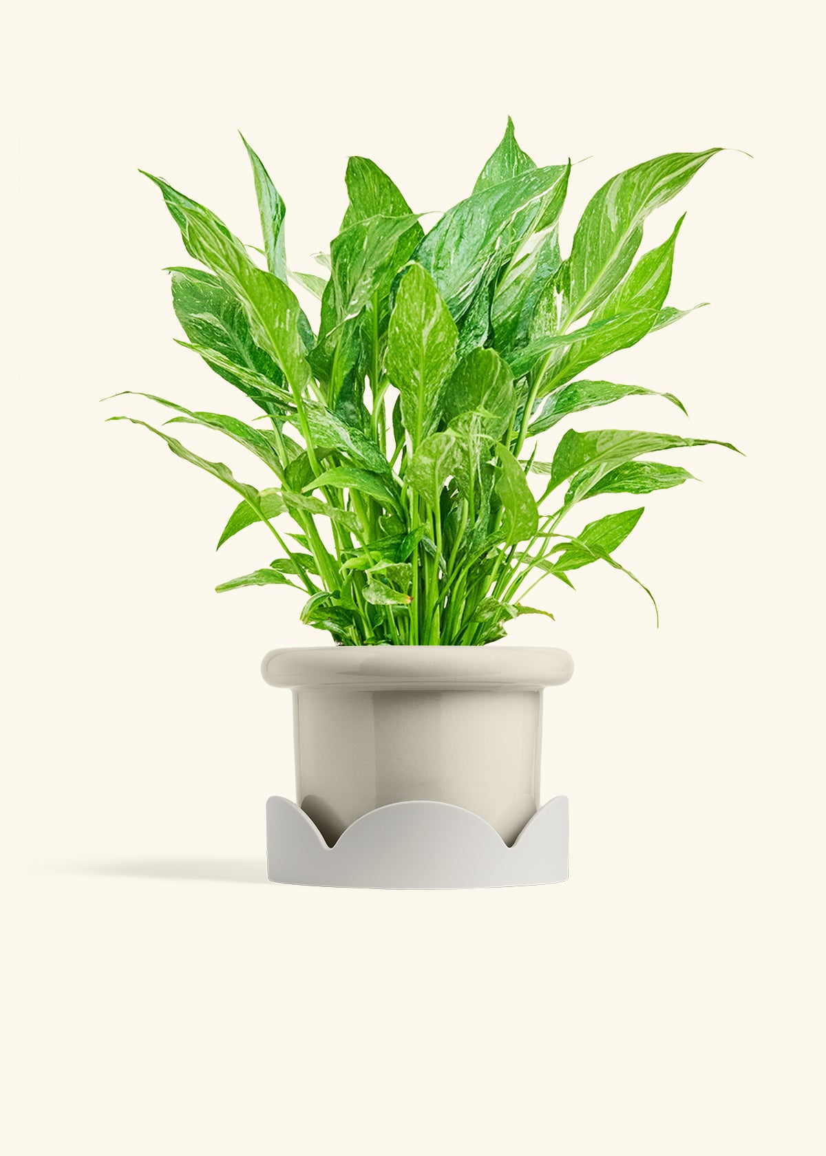 Variegated Peace Lily in a 6 inches Fat Lip Oat Planter in a Oat Petal Drip Tray