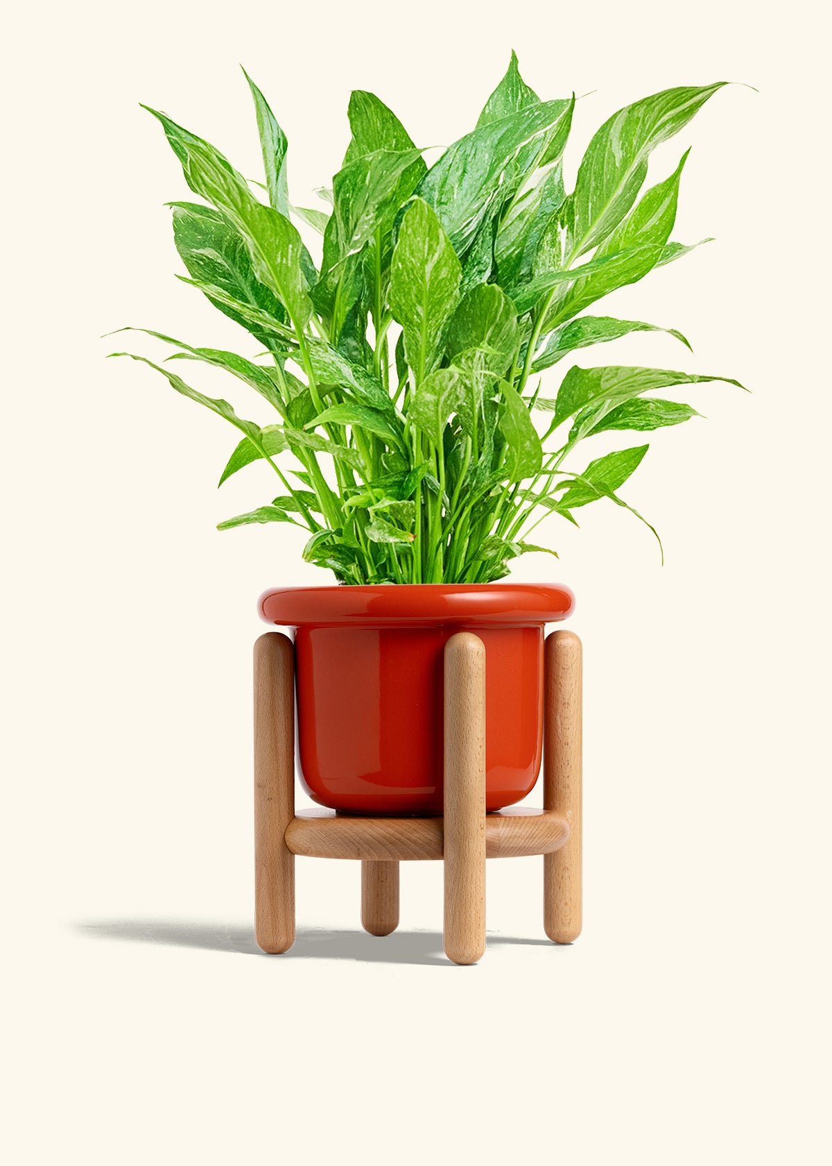 Variegated Peace Lily in a 6 inches Fat Lip Red Planter in a Beech Wood Stand