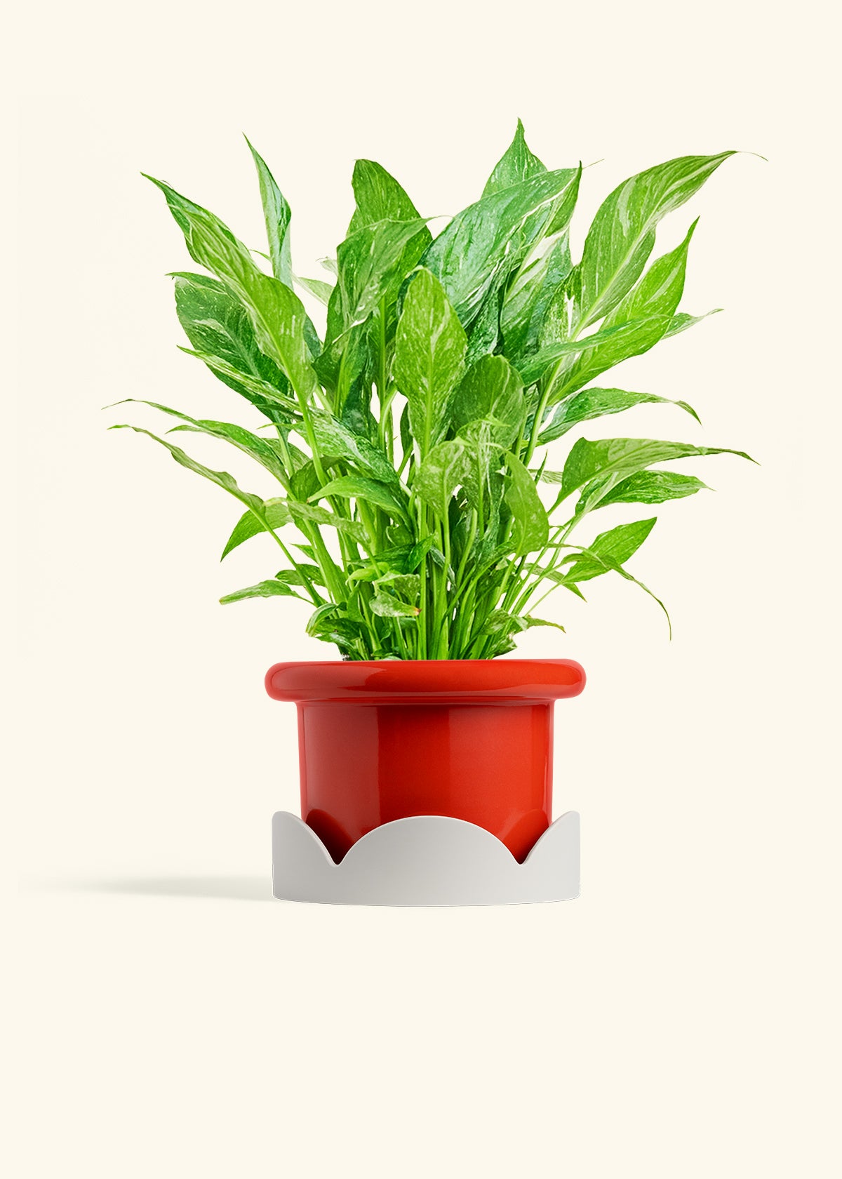 Variegated Peace Lily in a 6 inches Fat Lip Red Planter in a Oat Petal Drip Tray