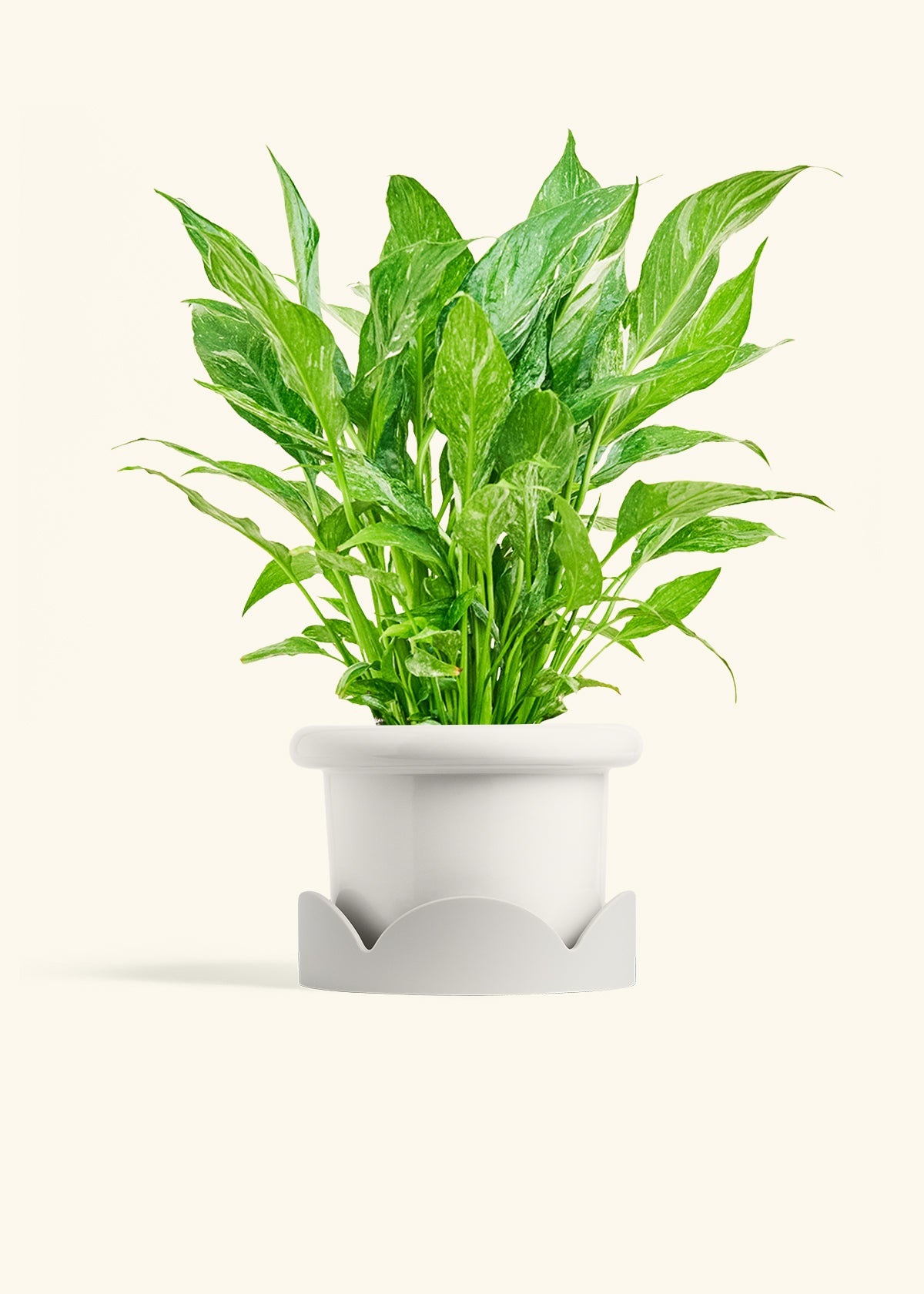 Variegated Peace Lily in a 6 inches Fat Lip White Planter in a Oat Petal Drip Tray