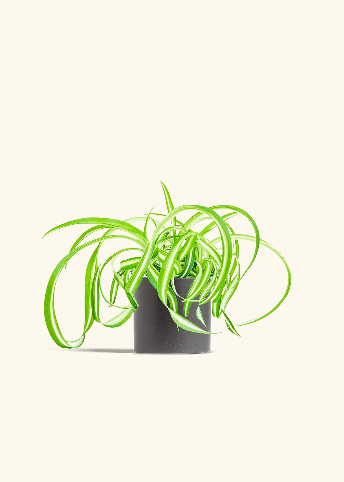 Spider Plant Reverse in a 4 inches Charcoal Classic Cylinder Planter