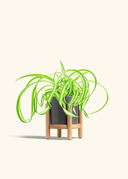 Spider Plant Reverse in a 4 inches Charcoal Classic Cylinder Planter in a Beech Wood Stand