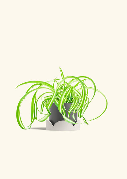Spider Plant Reverse in a 4 inches Charcoal Classic Cylinder Planter in a Oat Petal Drip Tray