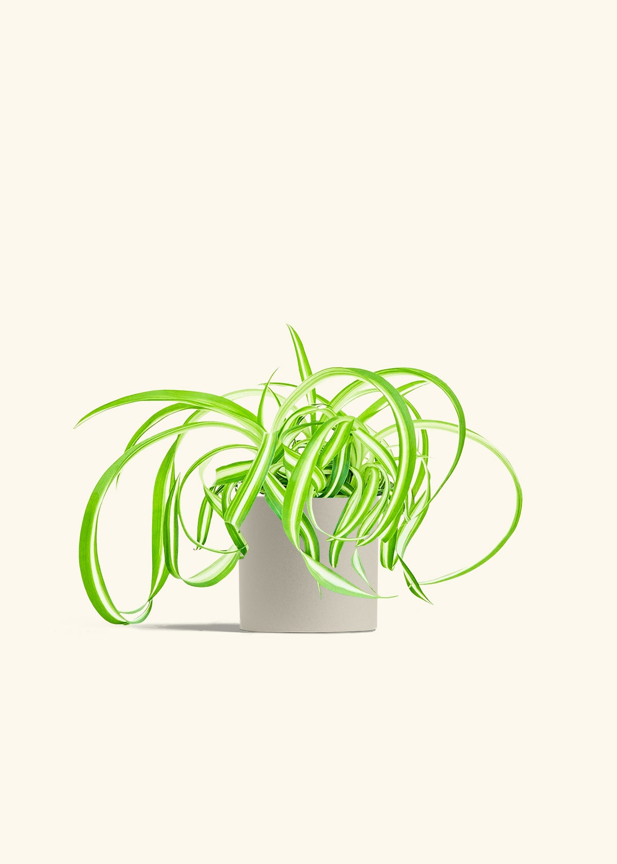 Spider Plant Reverse in a 4 inches Oat Classic Cylinder Planter