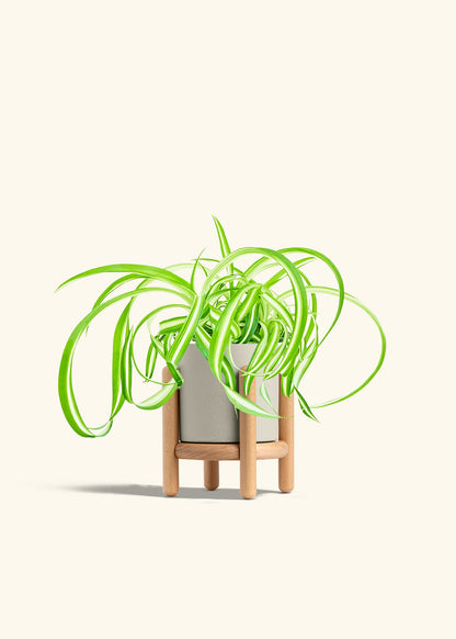 Spider Plant Reverse in a 4 inches Oat Classic Cylinder Planter in a Beech Wood Stand