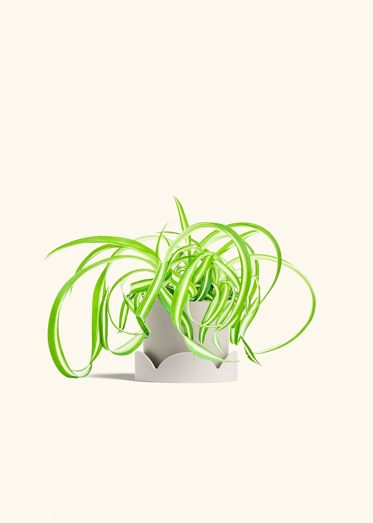 Spider Plant Reverse in a 4 inches Oat Classic Cylinder Planter in a Oat Petal Drip Tray