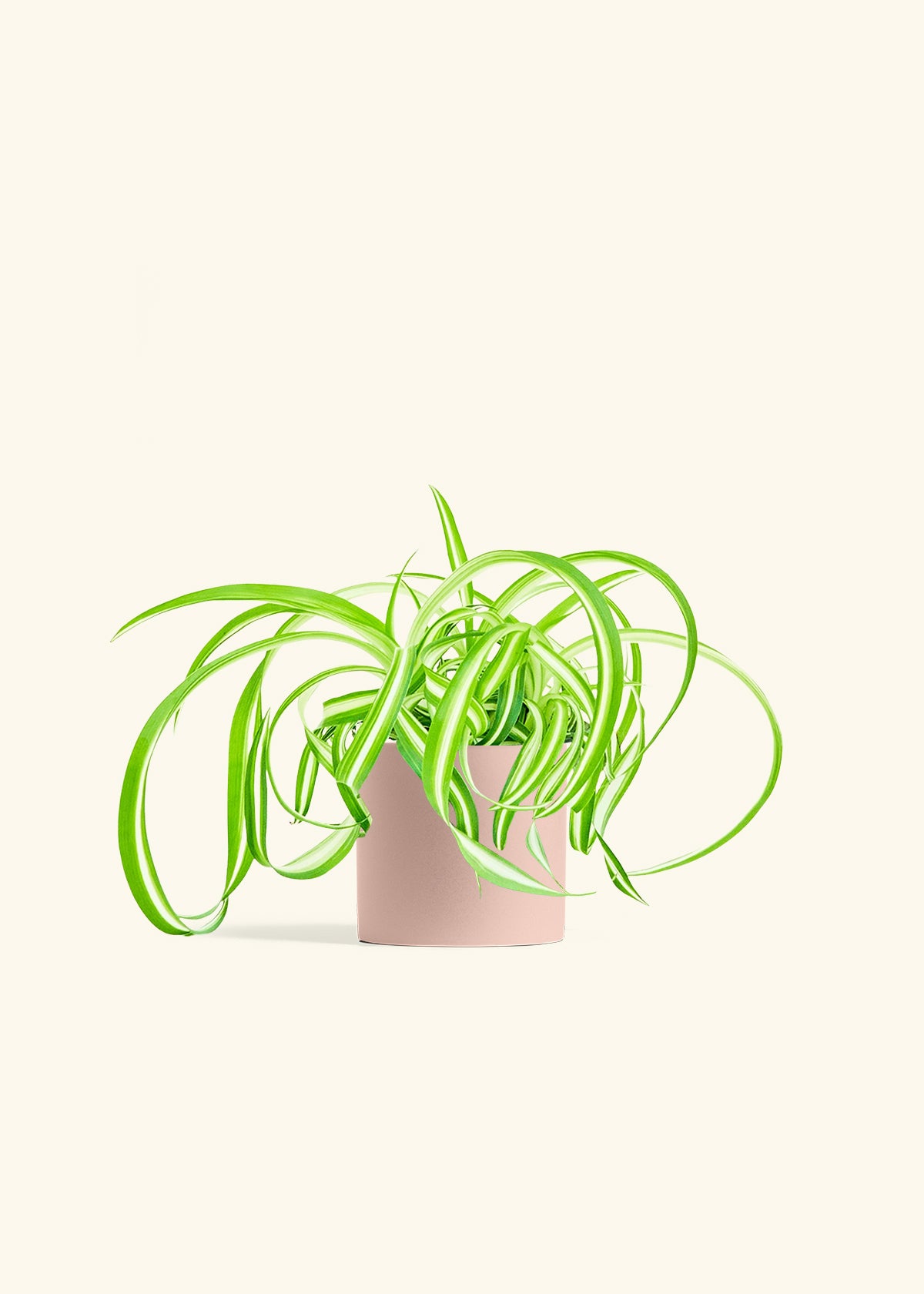 Spider Plant Reverse in a 4 inches Pink Classic Cylinder Planter